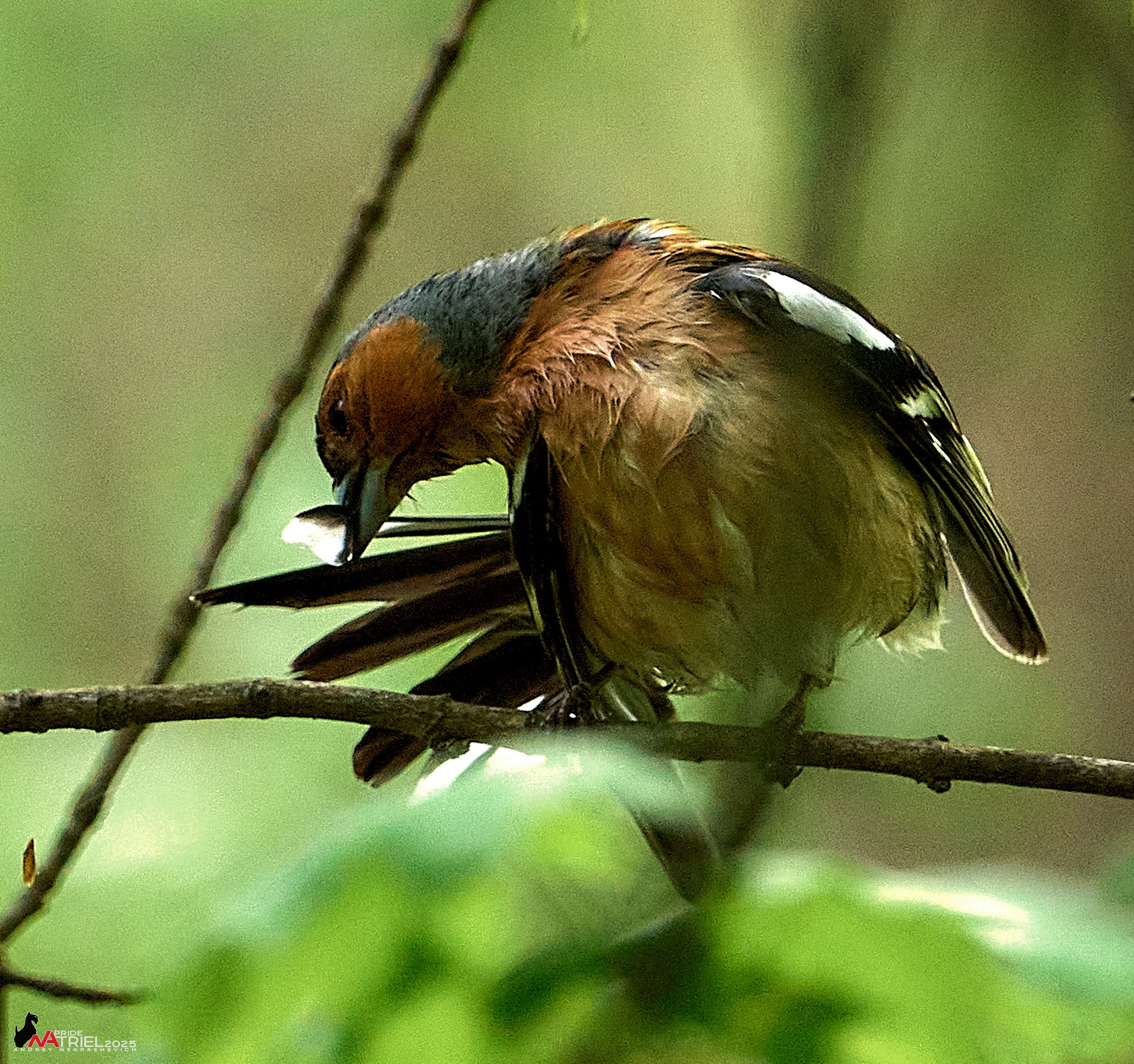Съемка в майском лесу