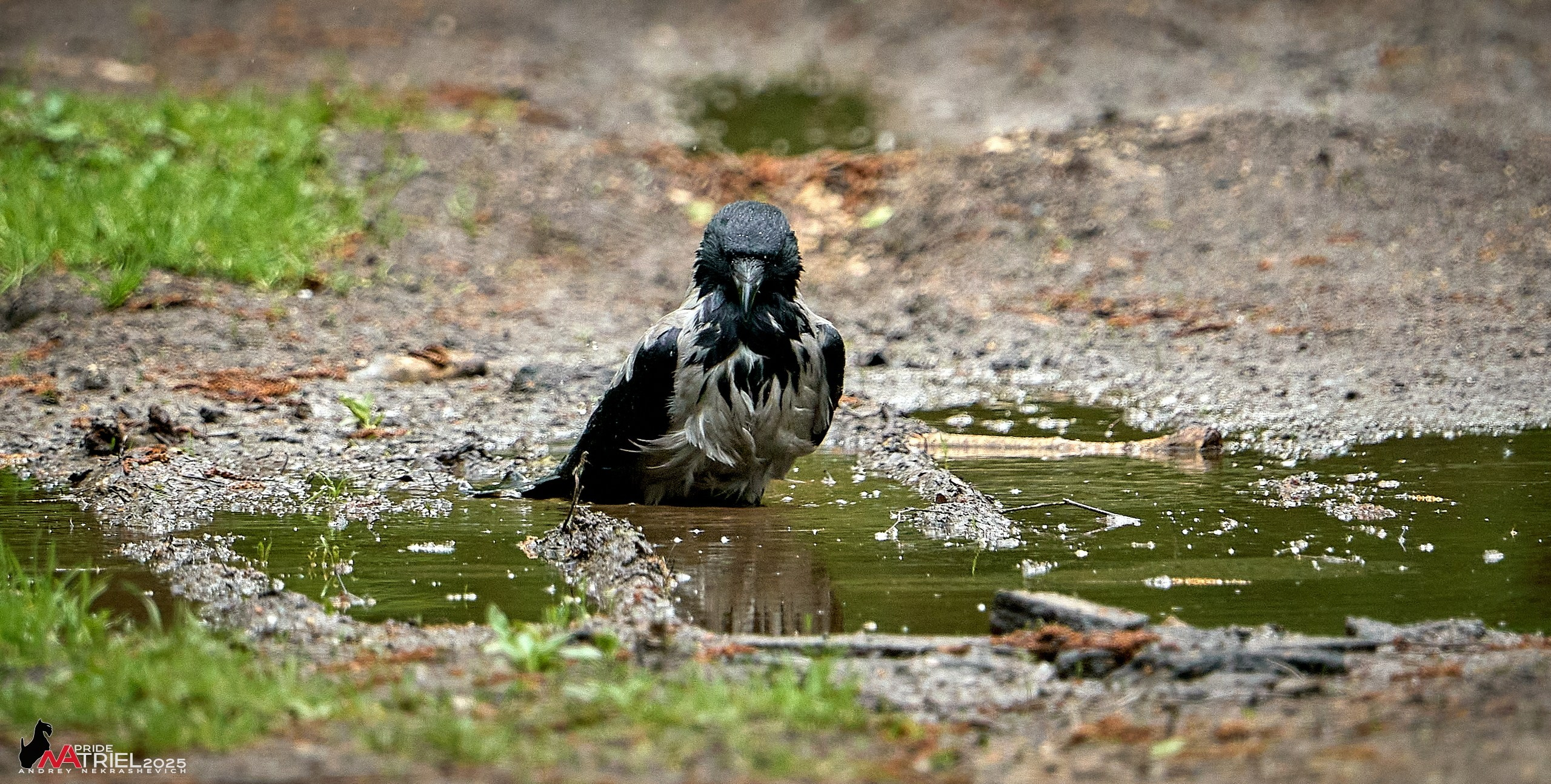 Съемка в майском лесу
