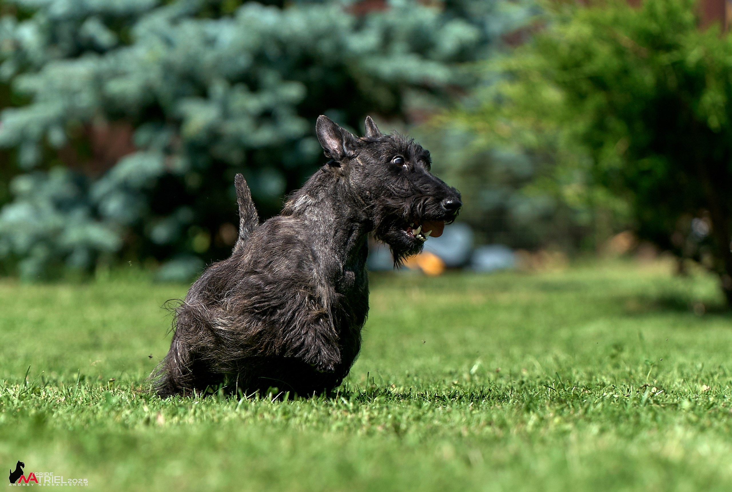 Алабаи и скотч-терьеры в питомнике у Ольги