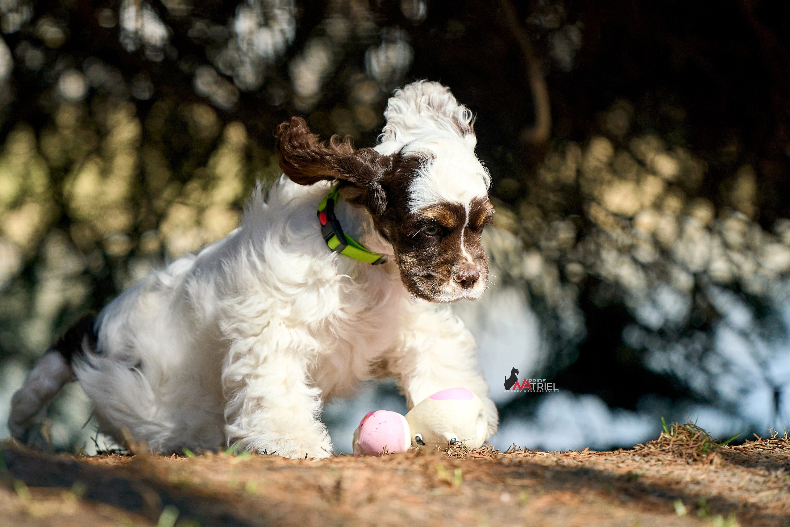 Прогулка со щенком