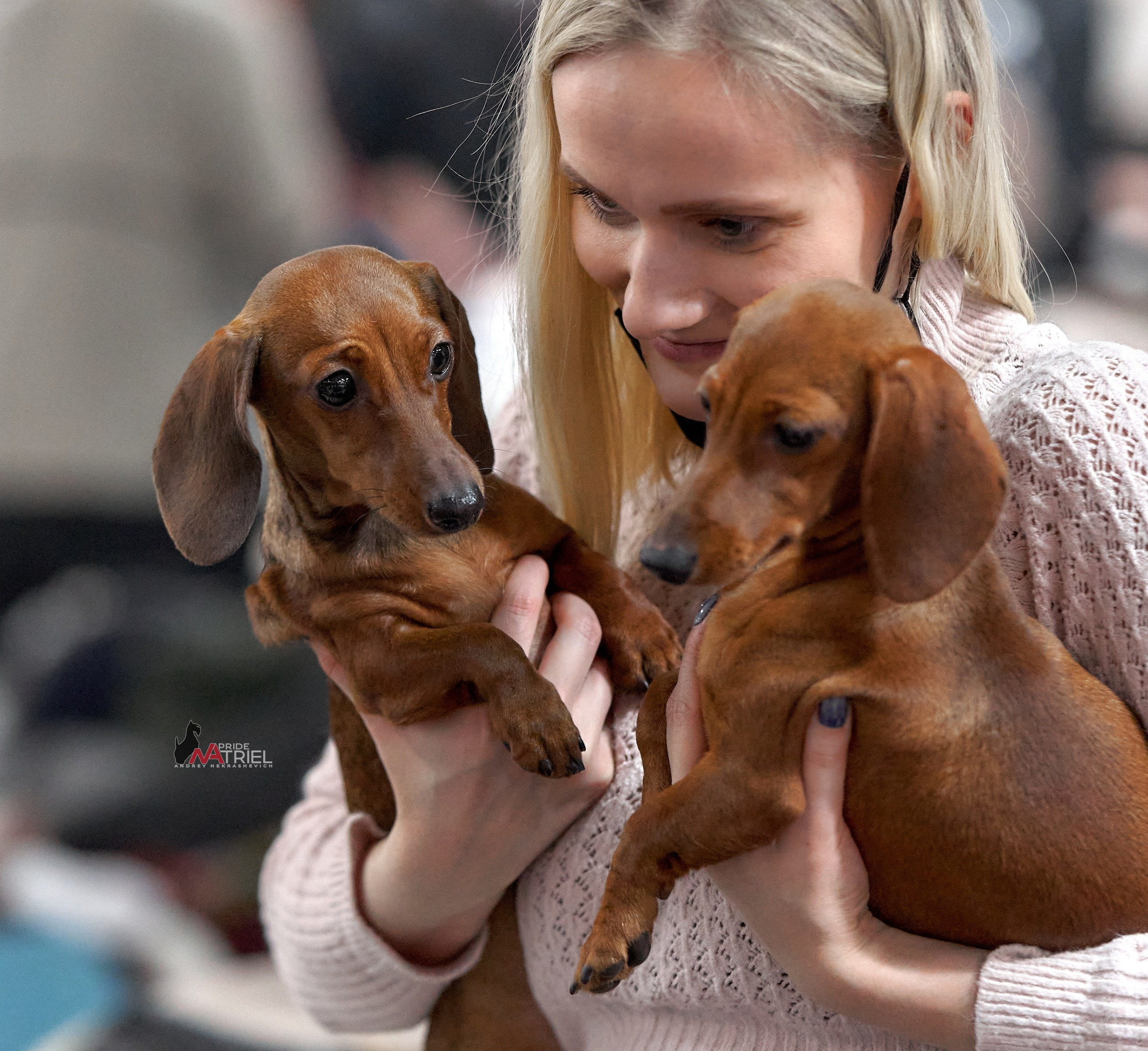 Собаки и Люди — галерея NATRIEL