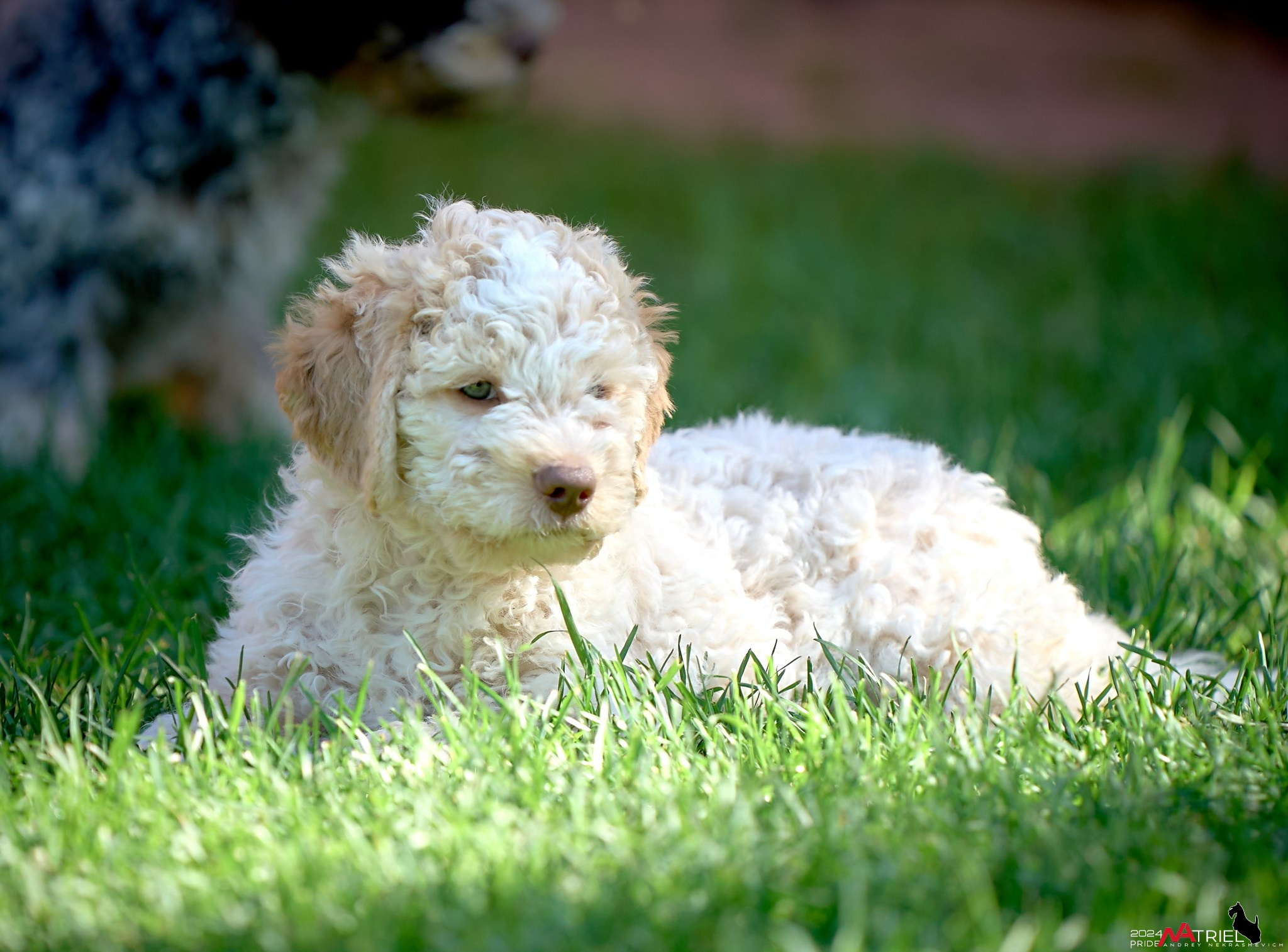 Съемка щенков лаготто на природе