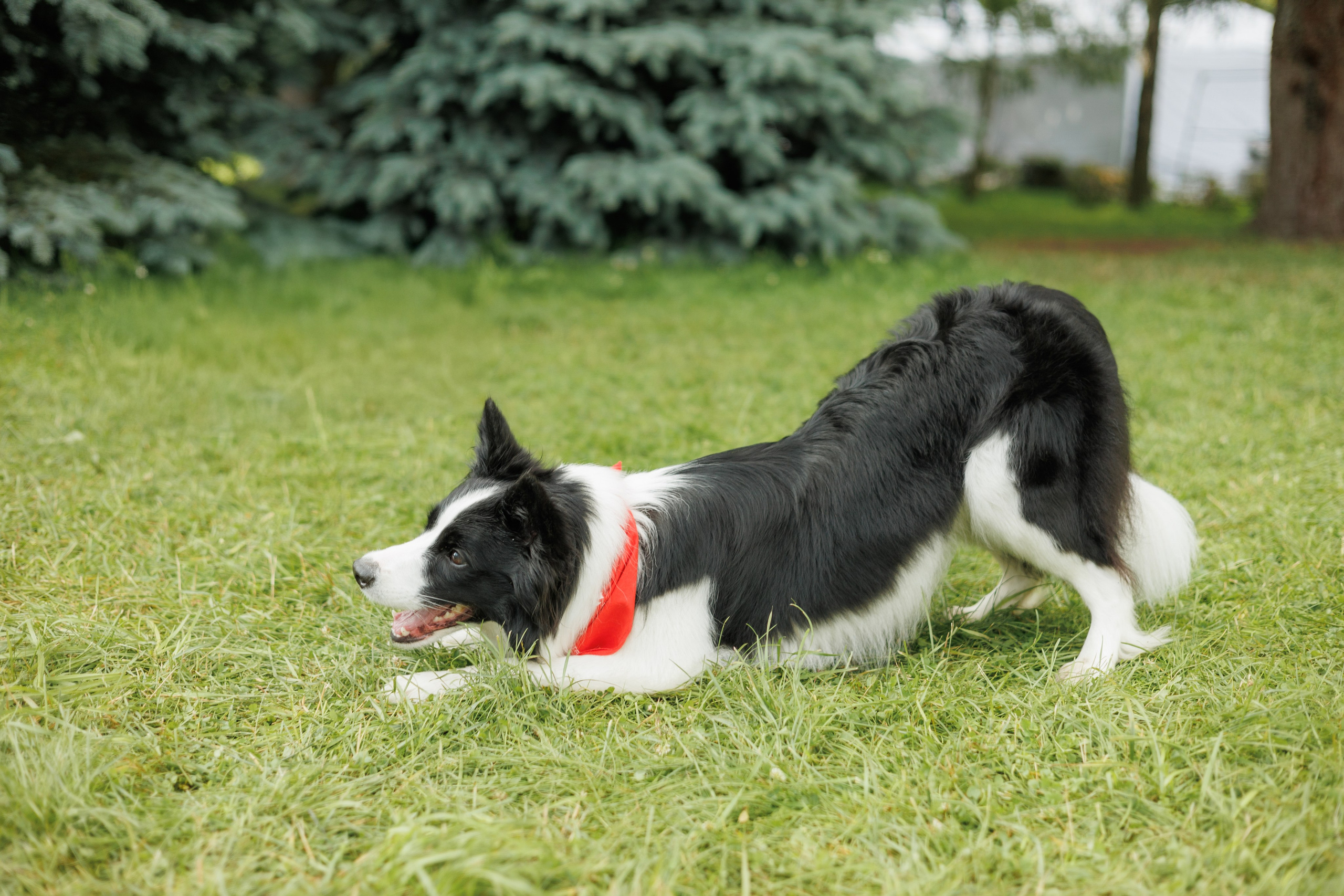Фестиваль Petshop Days. Портретный фотограф Алина Хаунина