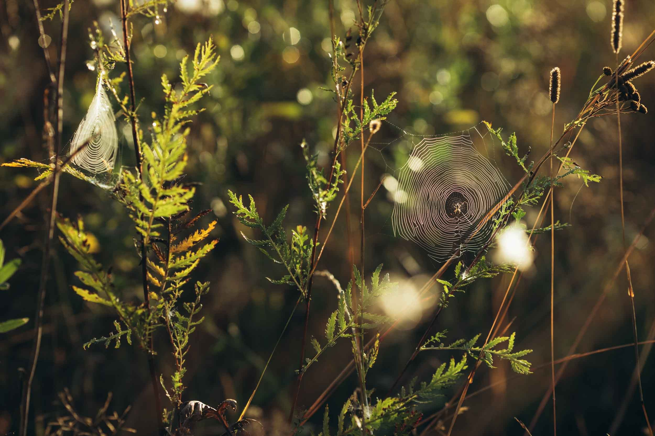 Природные пейзажи. Наталия Клевинскас портретный фотограф в Костроме