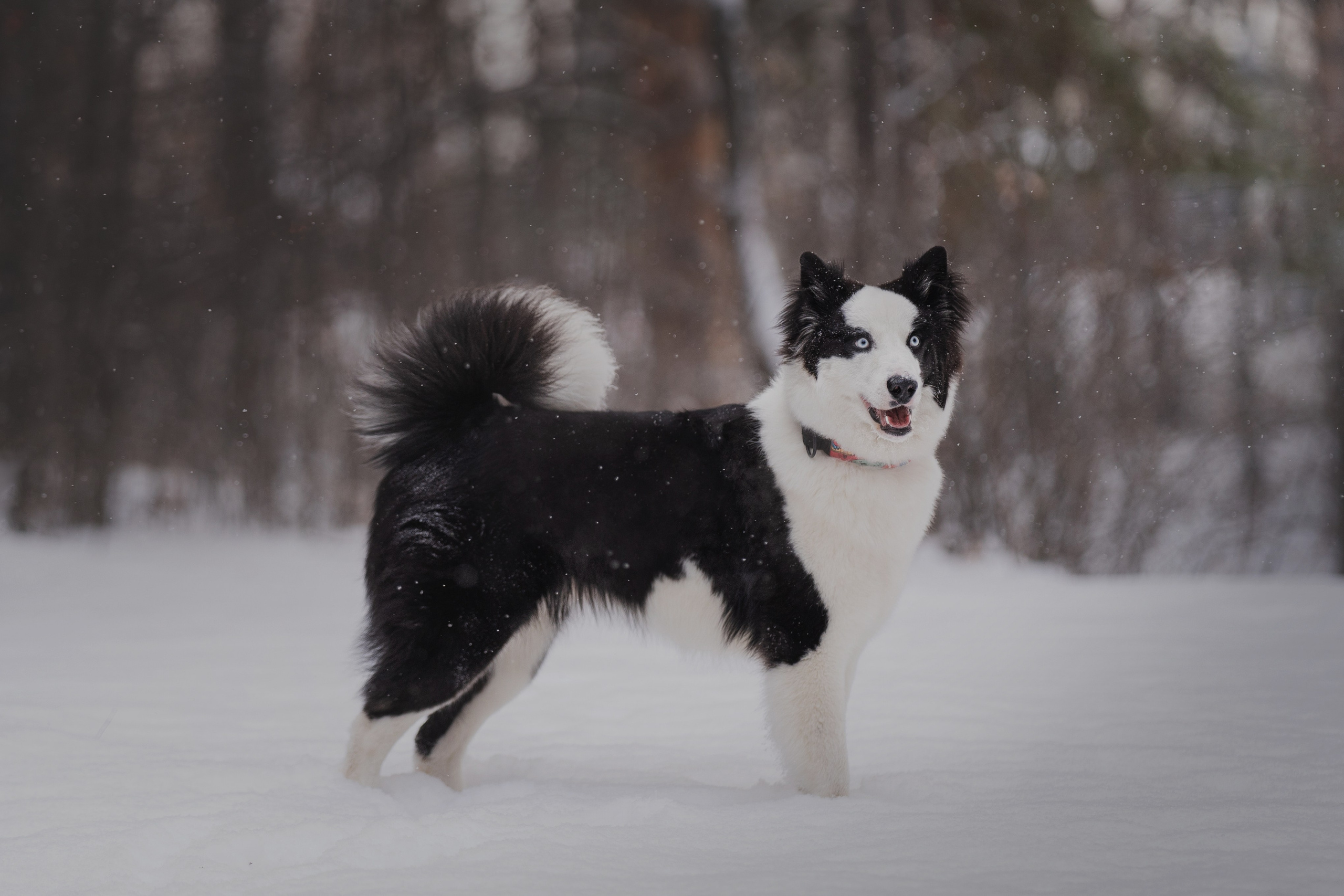 Ликер. Kameramotor74