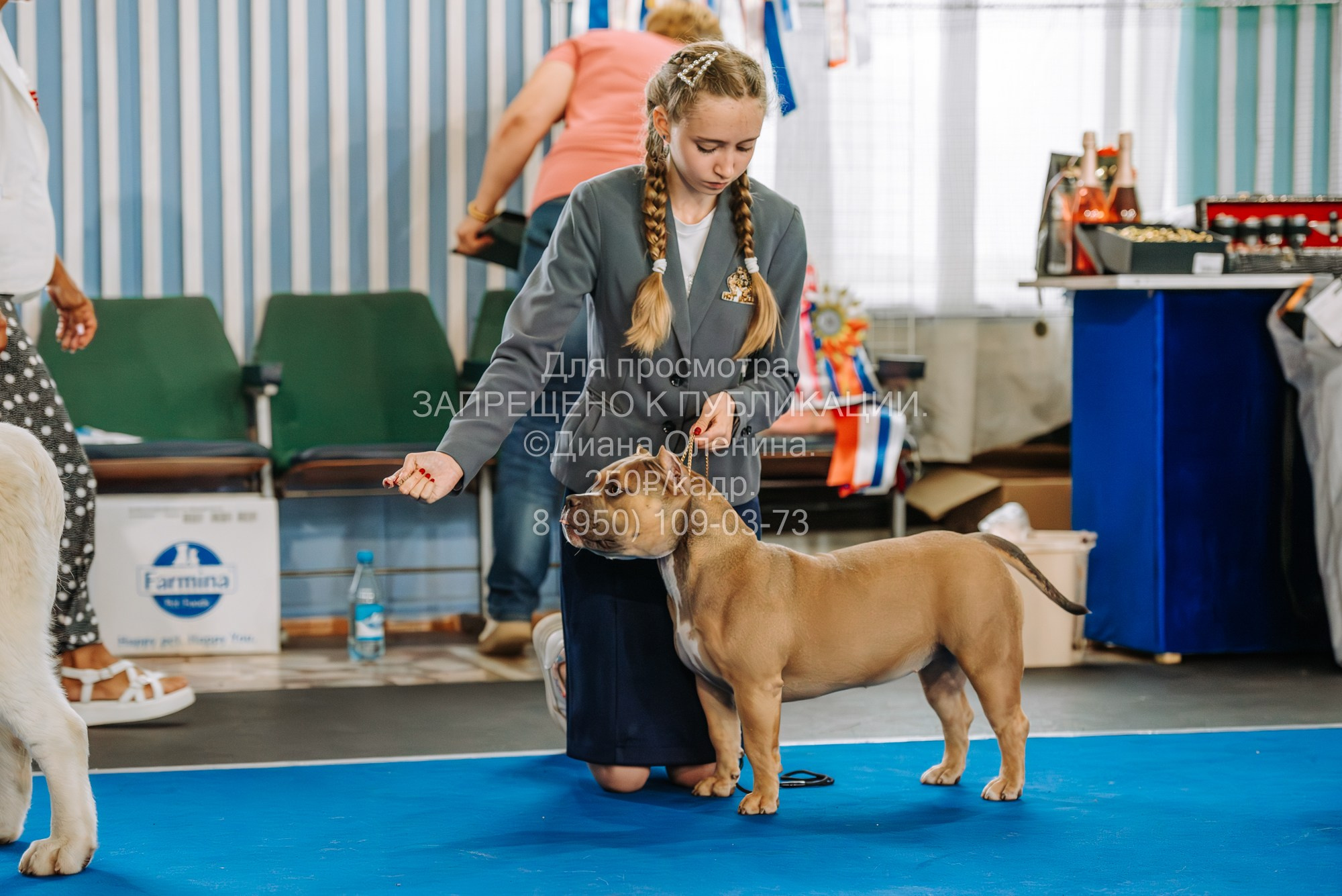 Национальная выставка собак всех пород ранга САС-IKU «Кубок Красноярск. Фотограф Диана Оленина Красноярск / Братск