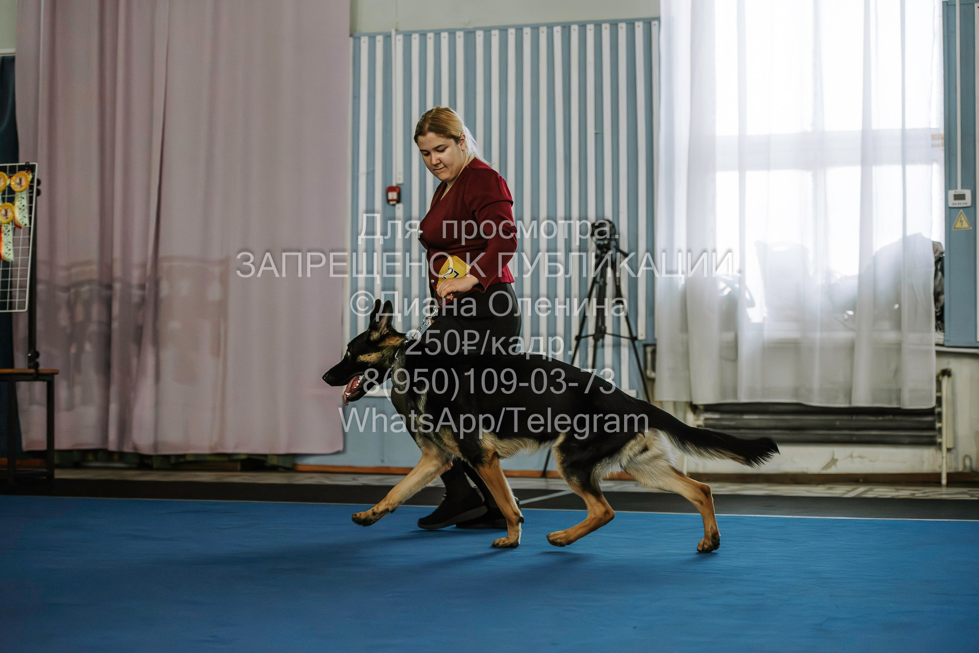 Выставка собак Красноярск 29.10.2023. Фотограф Диана Оленина Красноярск / Братск