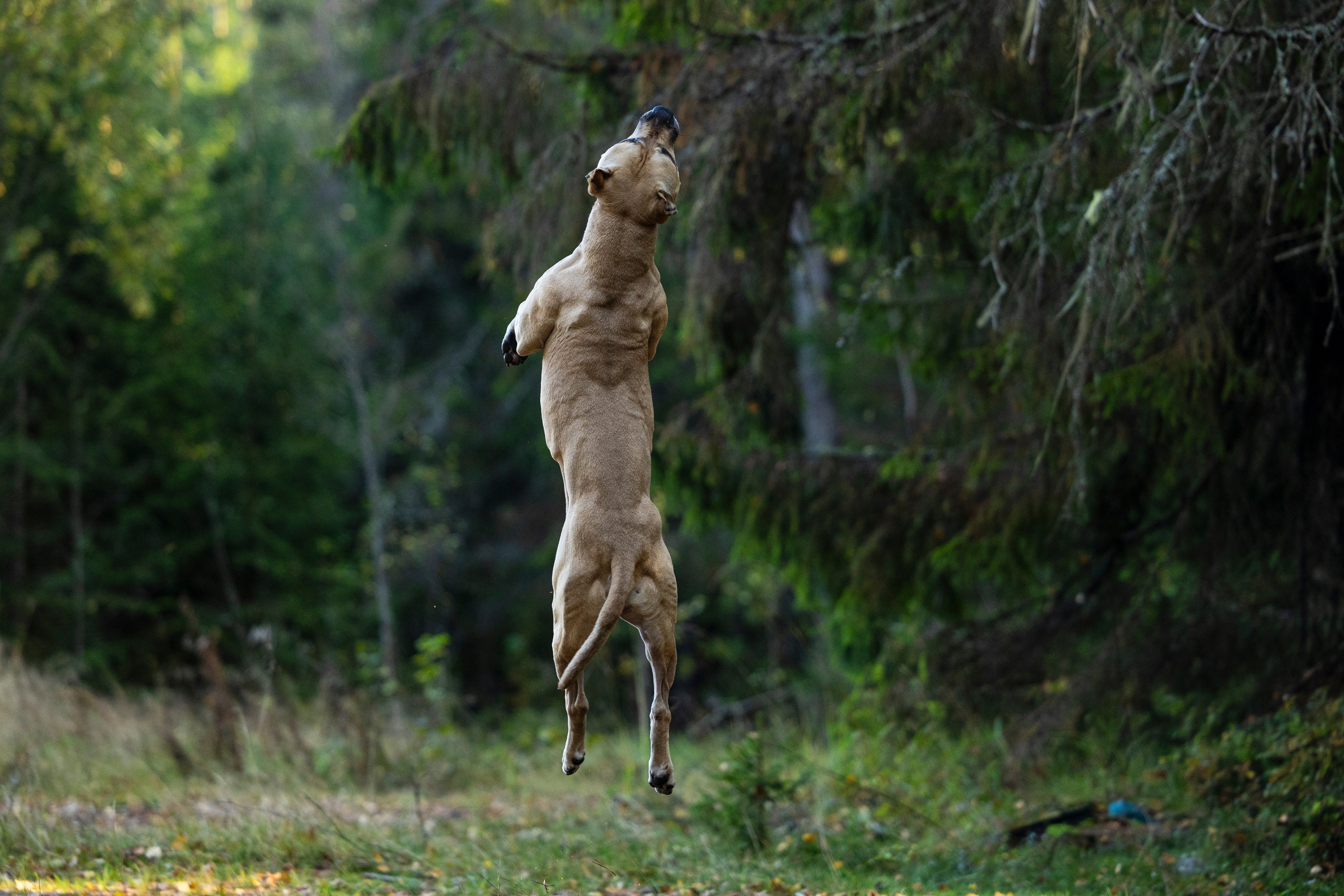 Фобос. Фотограф-анималист Анна Маринич