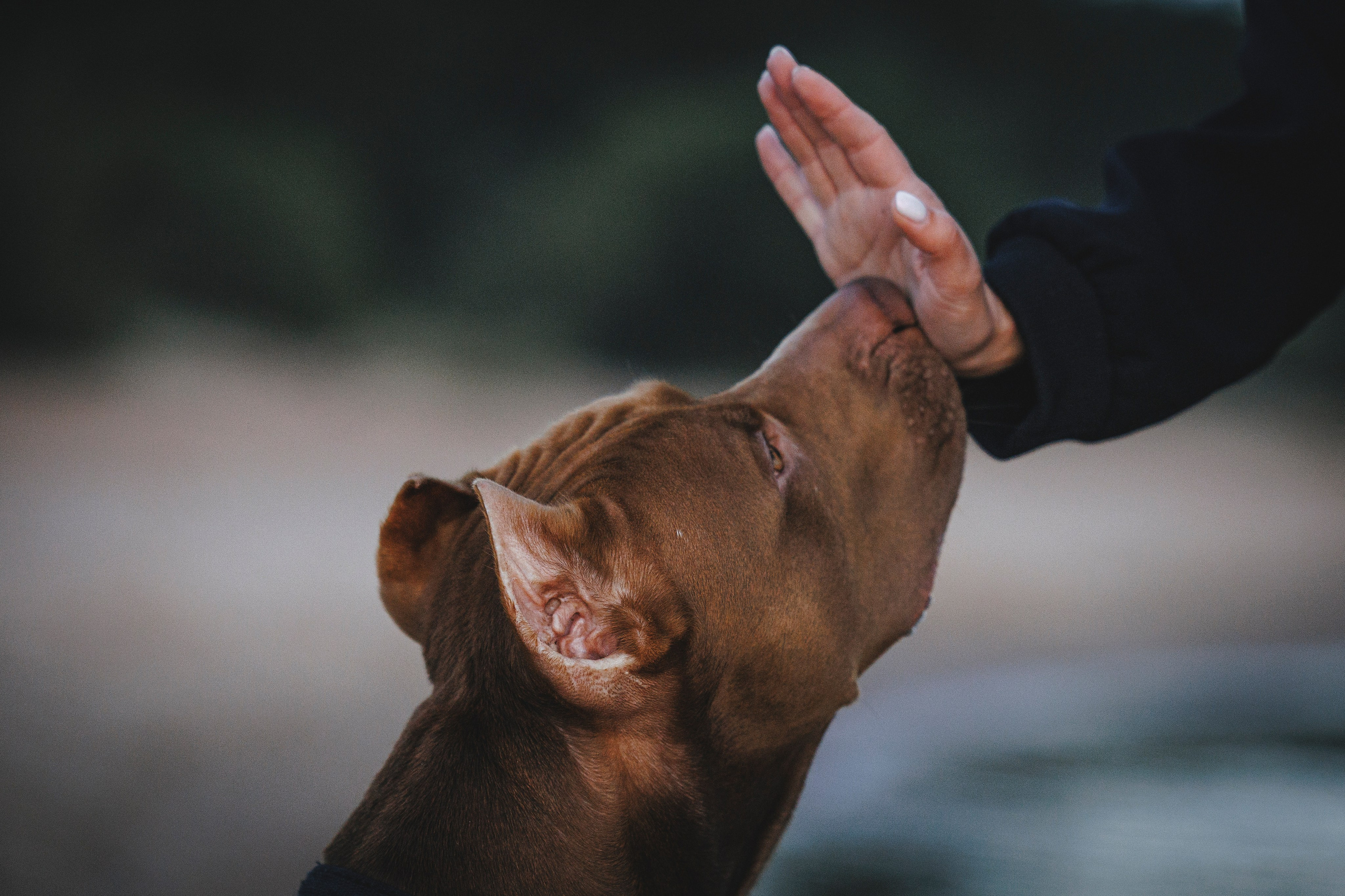 Яна и Энди. Фотограф-анималист Анна Маринич