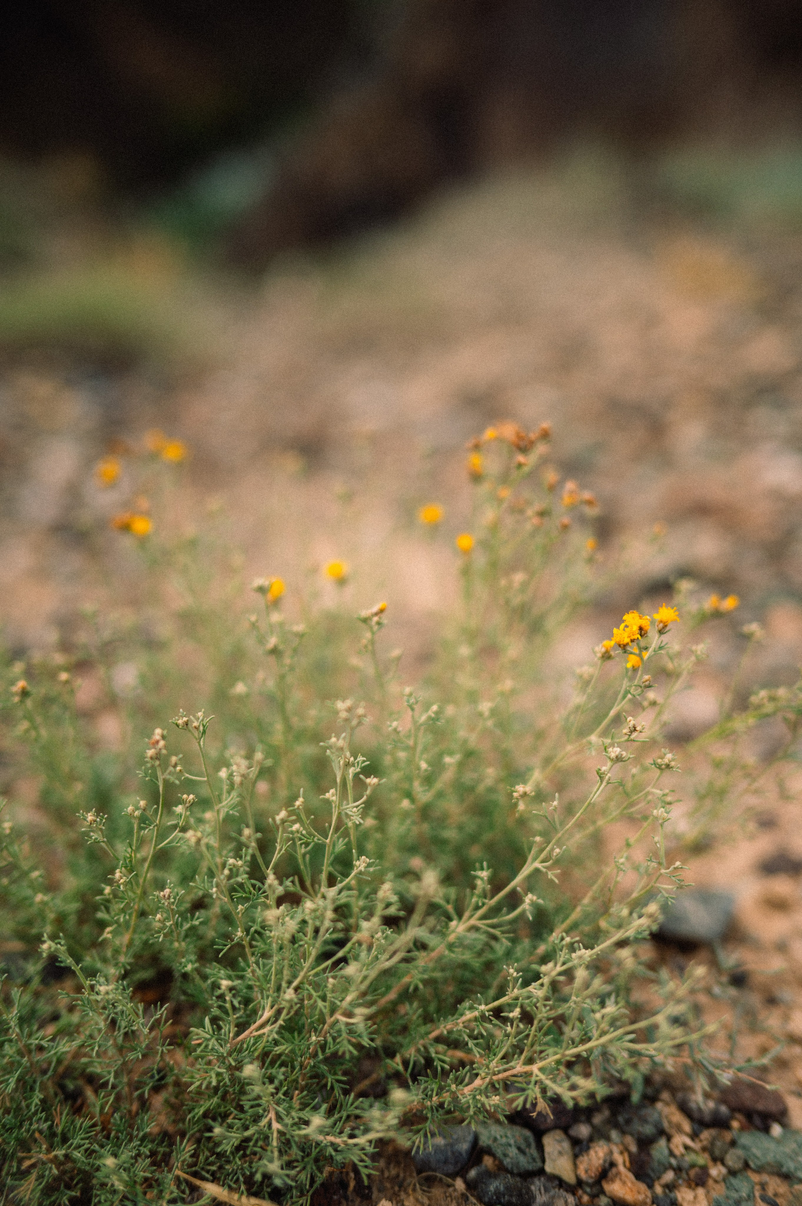 Чарын-Кольсай: лето 2024. Фотограф в Алматы — Дарья Фёдорова