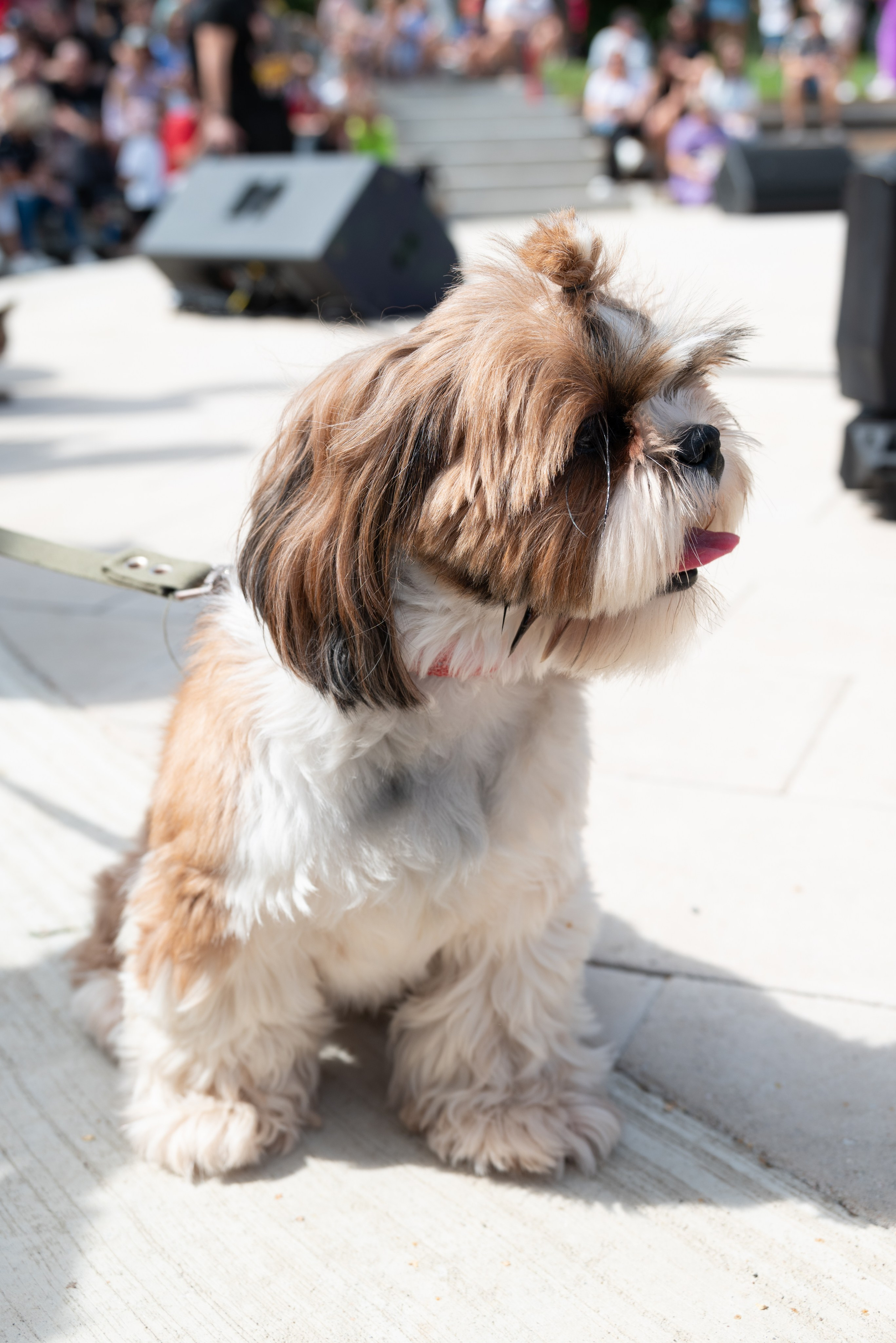 Pets Fest. Юлия Чайко, фотограф в Минске