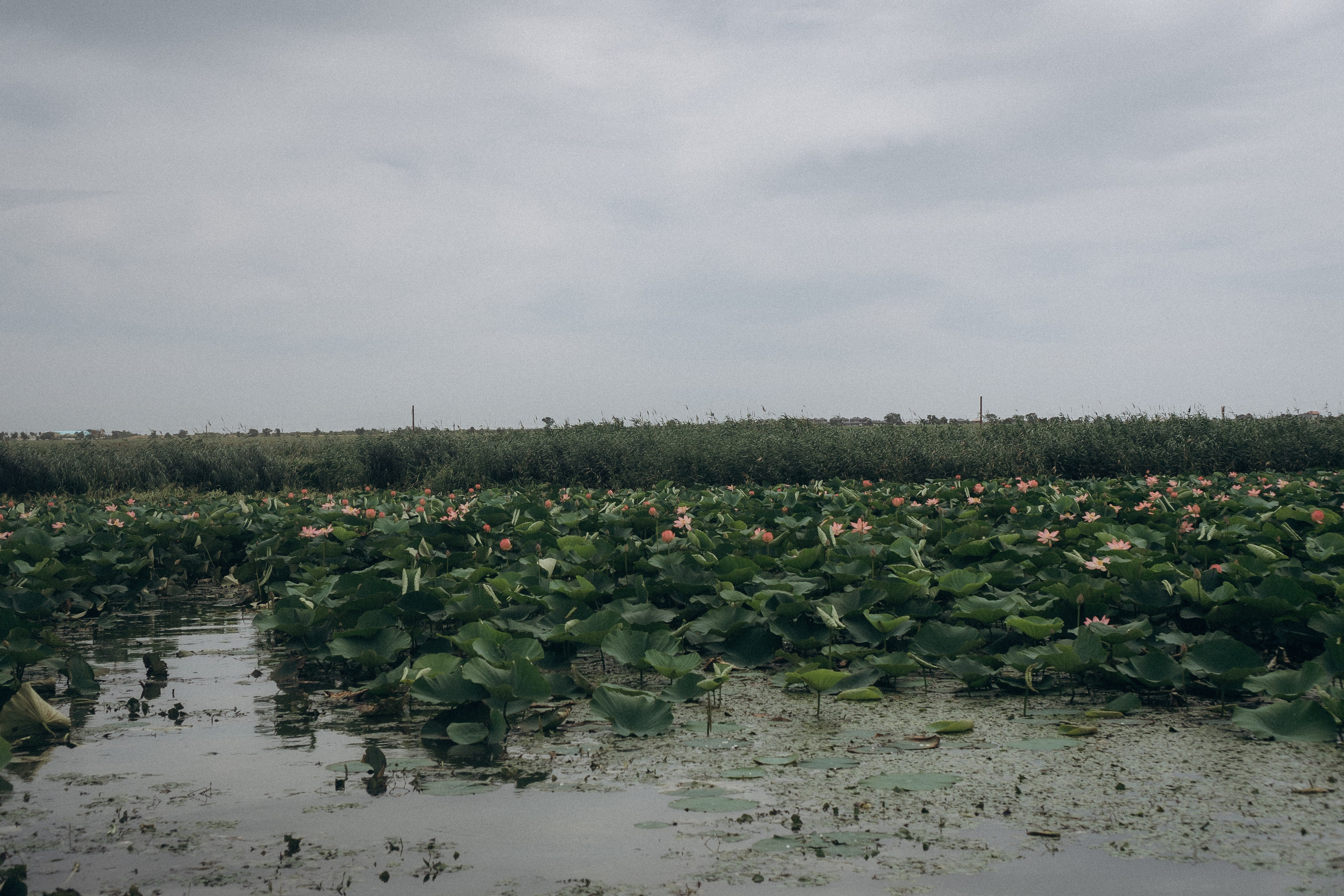 ЛОТОСОВАЯ ПОЛЯНА. Профессиональный фотограф, Санкт-Петербург — Виктория Богомолова