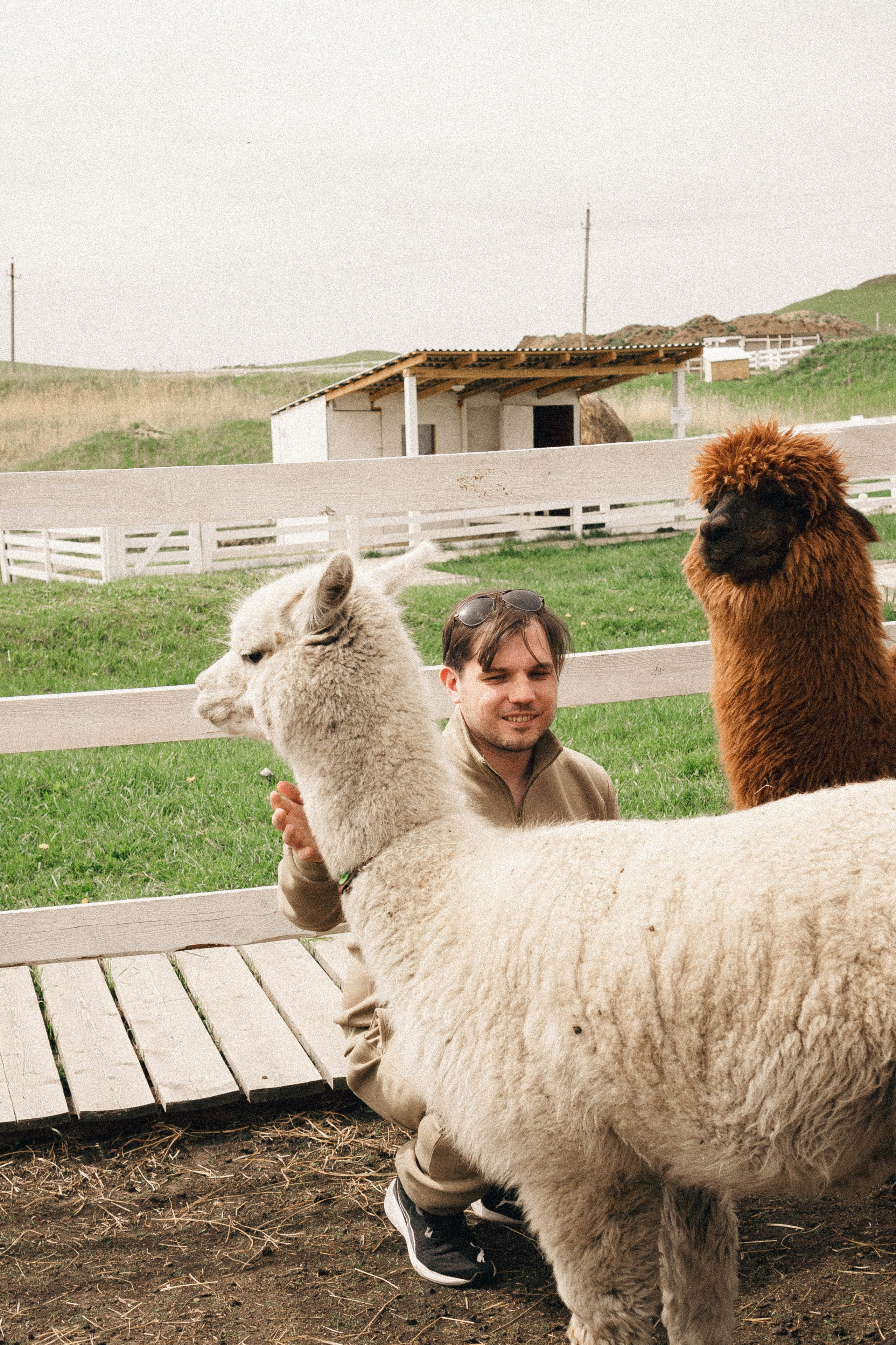 Ферма Альпак. Профессиональный фотограф, Санкт-Петербург — Виктория Богомолова