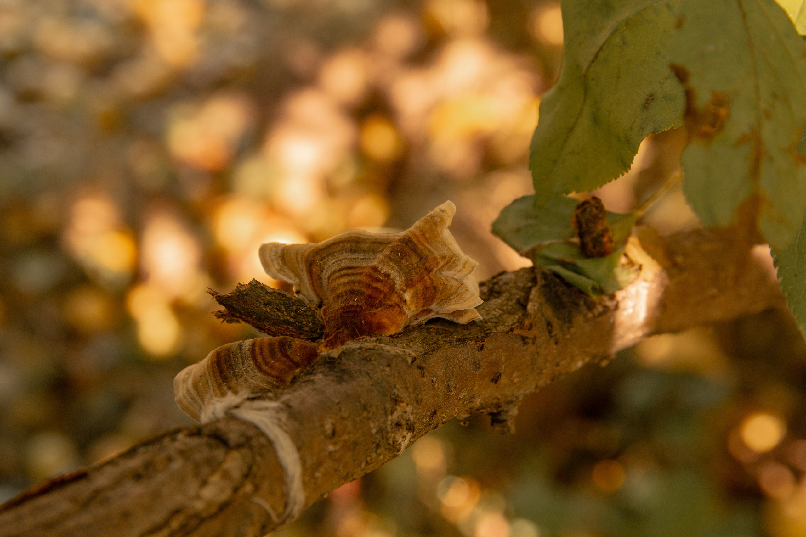 Пища для глаз. Ваш фотограф Северск | Томск