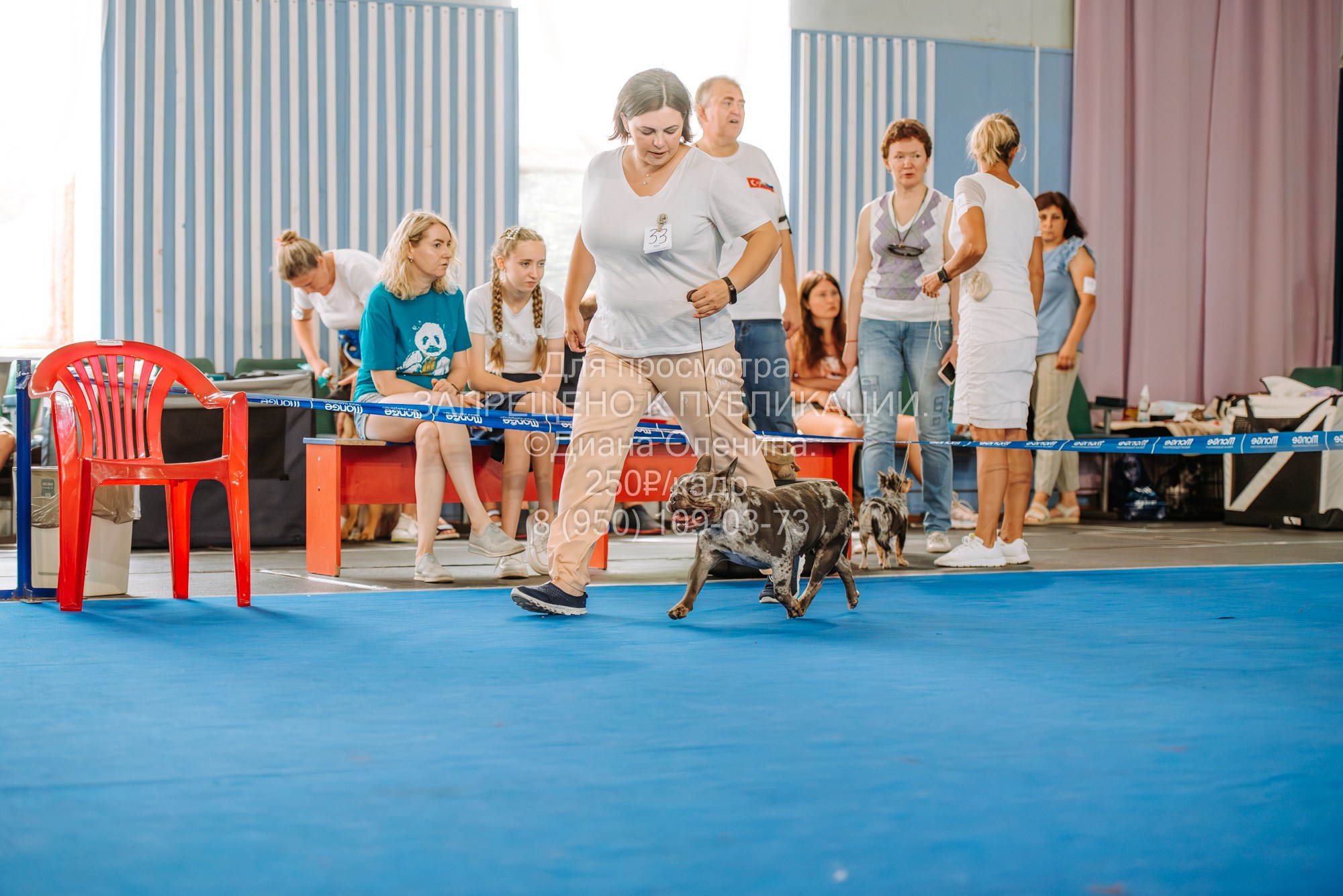 Национальная выставка собак всех пород ранга САС-IKU «Кубок Красноярск. Фотограф Диана Оленина Красноярск / Братск