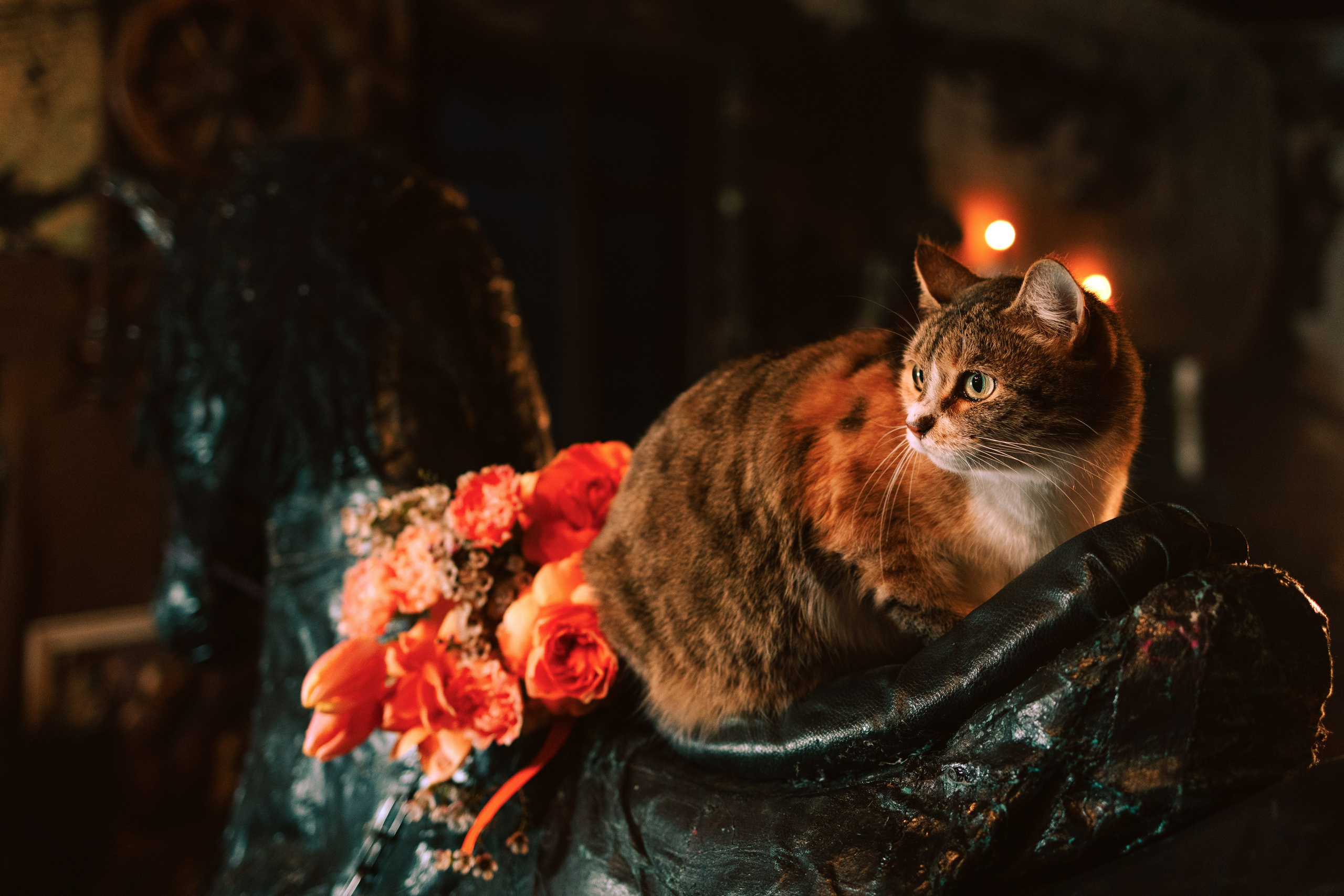 Съёмка домашних животных