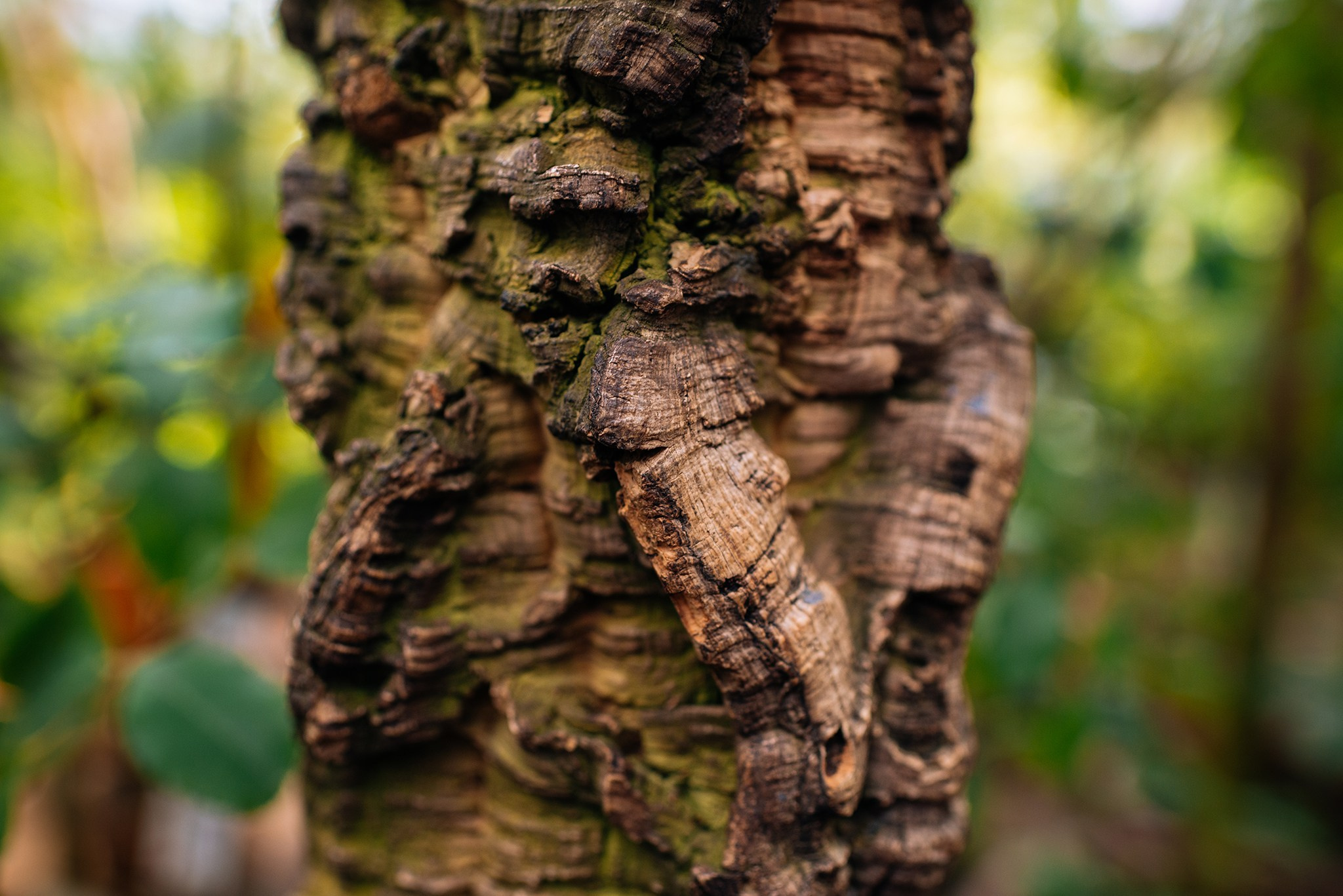 Ботанический сад. Субтропический маршрут. Март 26. Репортажный фотограф в Санкт-Петербурге Анастасия Клёпова