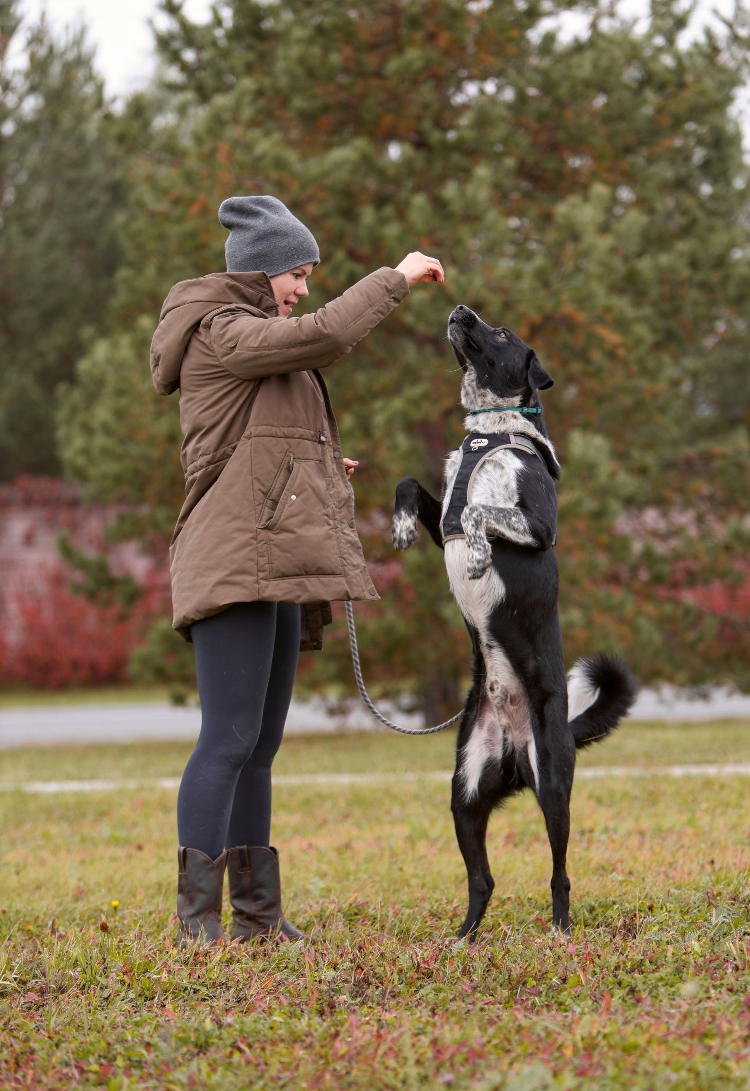 Собаки. Фотограф Максим Татаринов