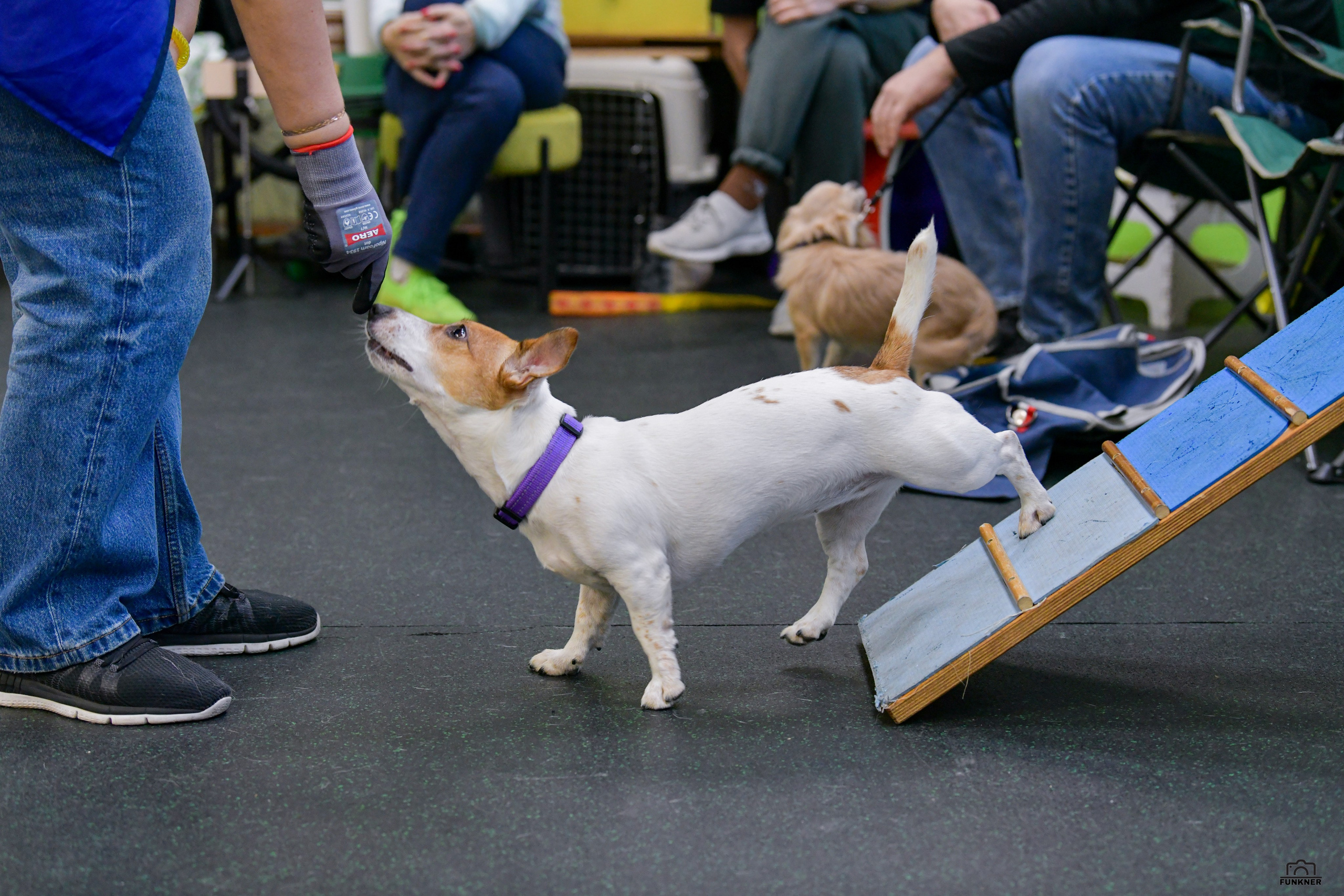 Кинологический клуб «Бодрый хвост». Свой взгляд через объектив