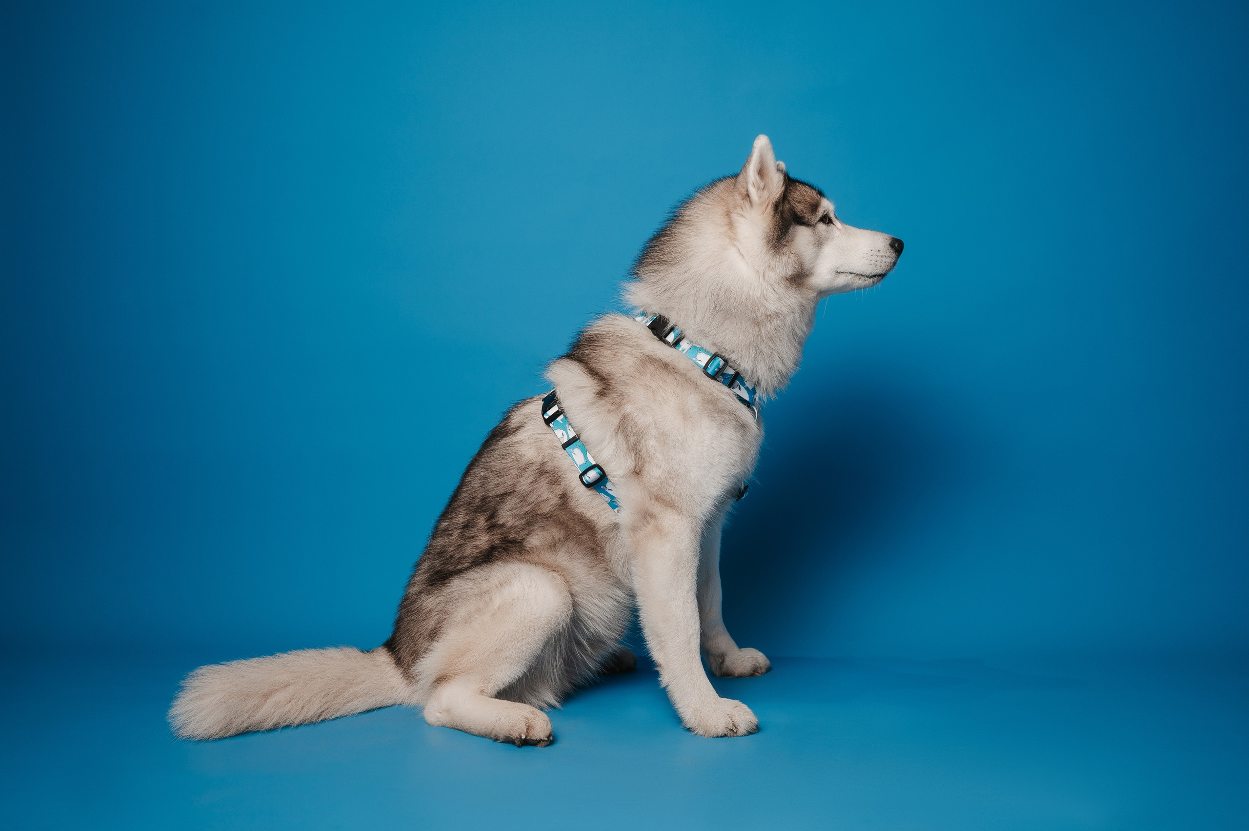 Bender&Frai. Овечки. Семейный фотограф анималист Ананьева Мария — Москва