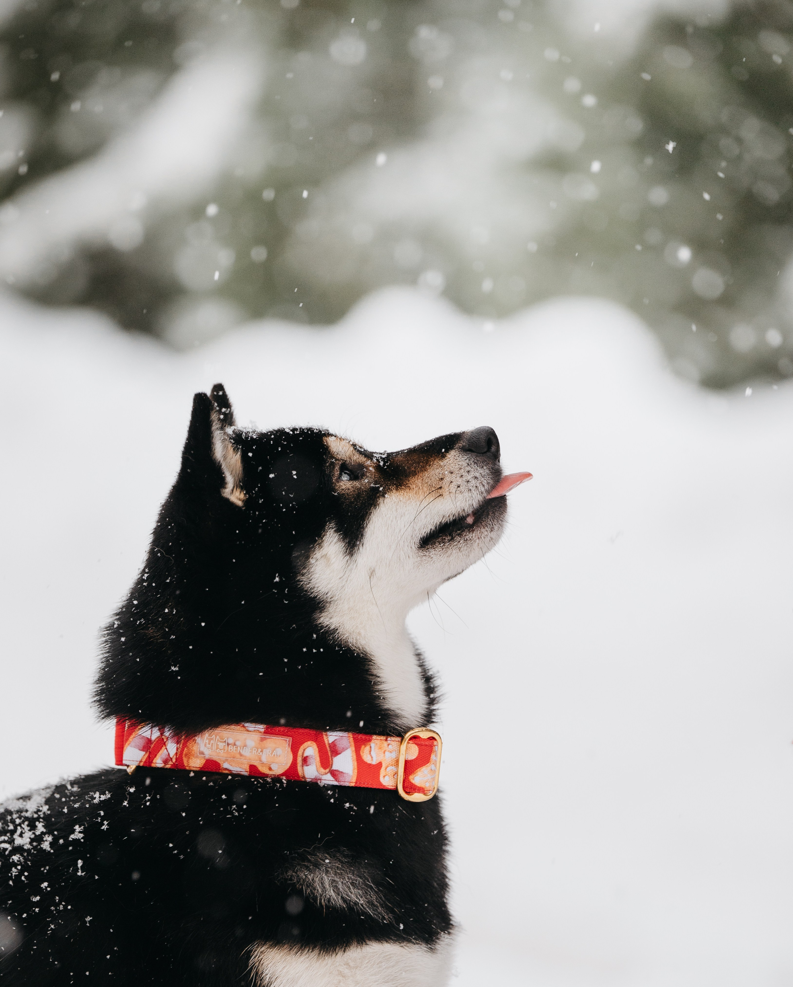 Bender&Frai. Зимняя коллекция. Семейный фотограф анималист Ананьева Мария — Москва