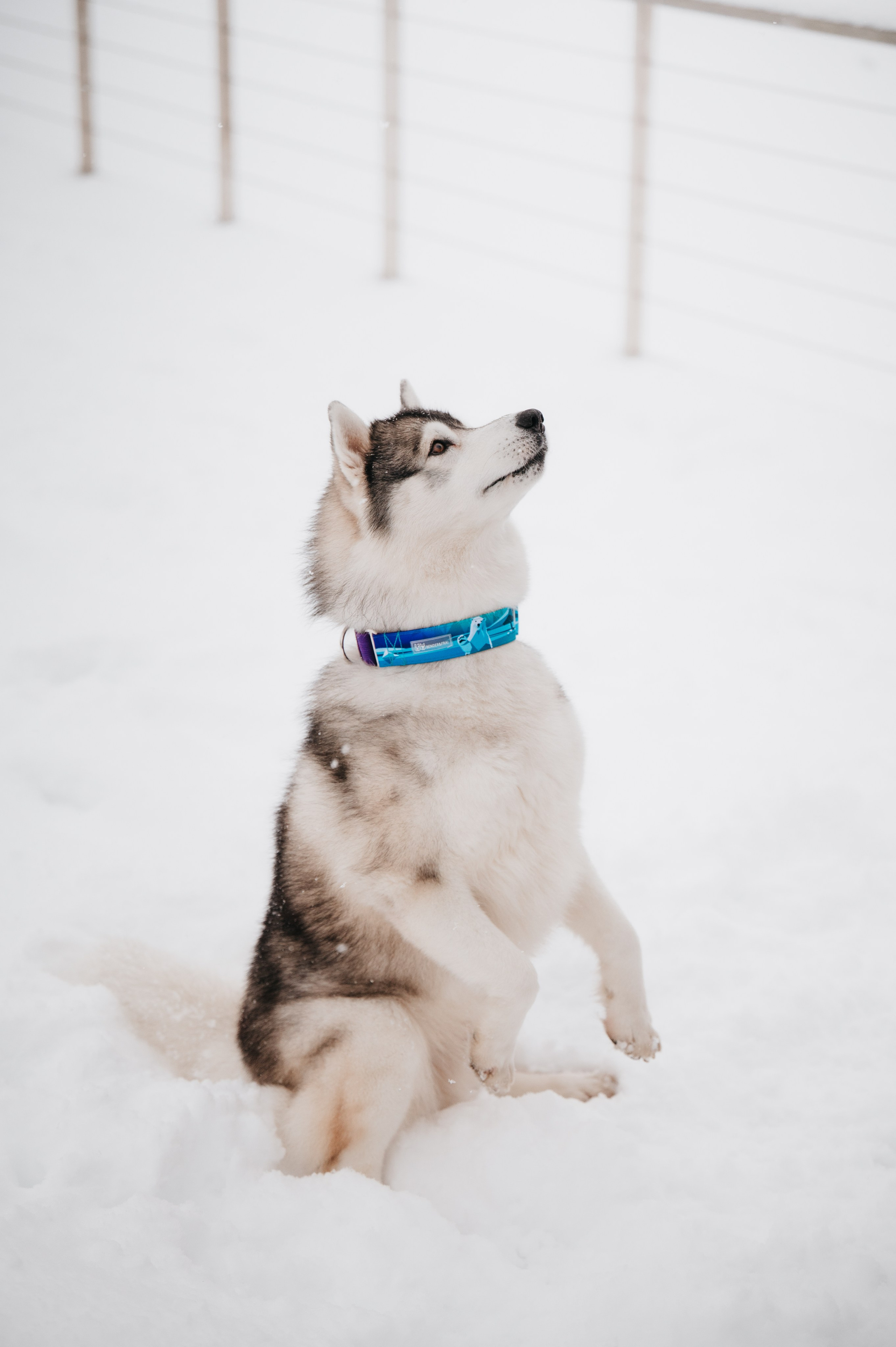Bender&Frai. Зимняя коллекция. Семейный фотограф анималист Ананьева Мария — Москва