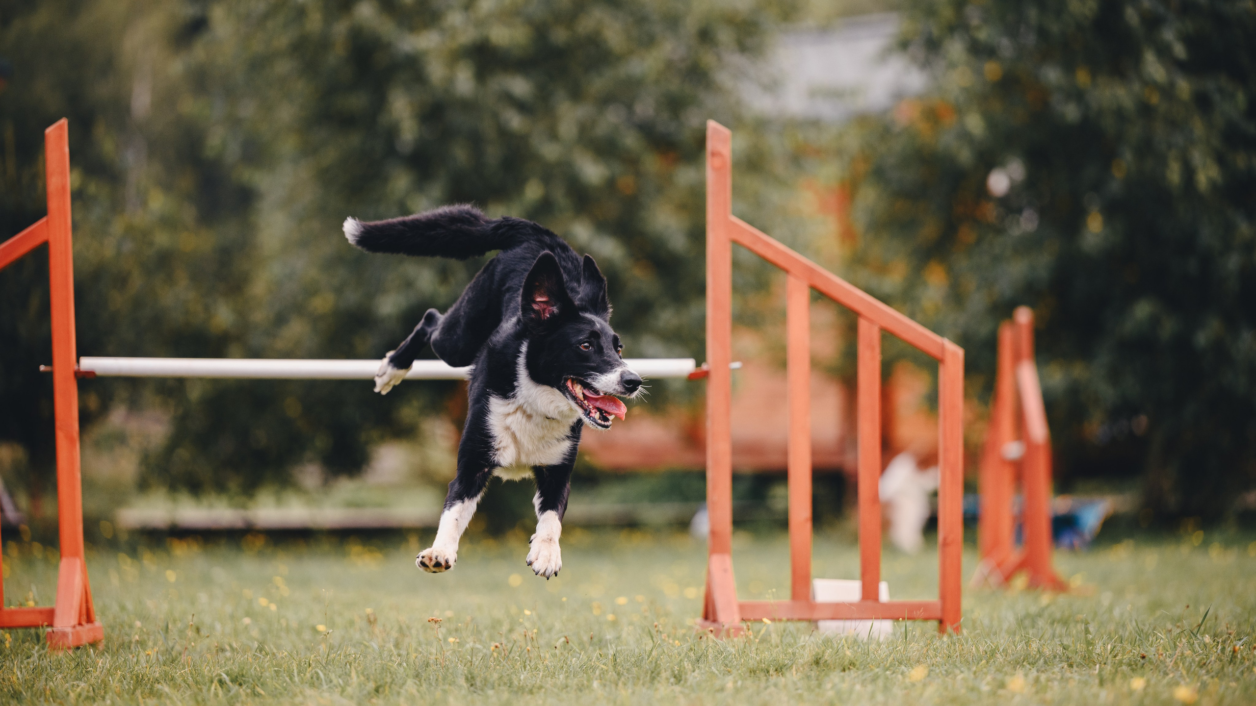 Аджилити. Семейный фотограф анималист Ананьева Мария — Москва