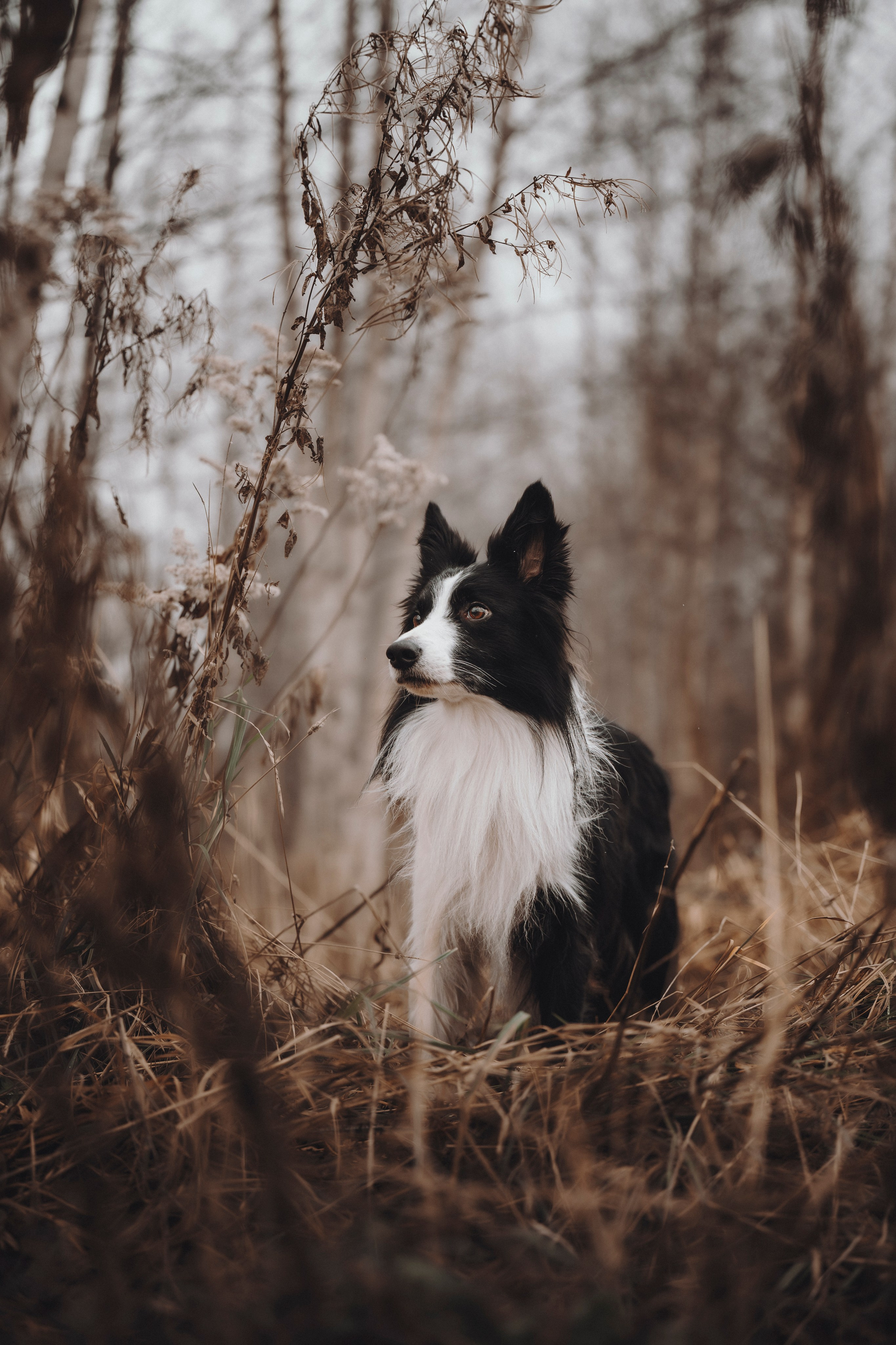Даша и Того. Семейный фотограф анималист Ананьева Мария — Москва