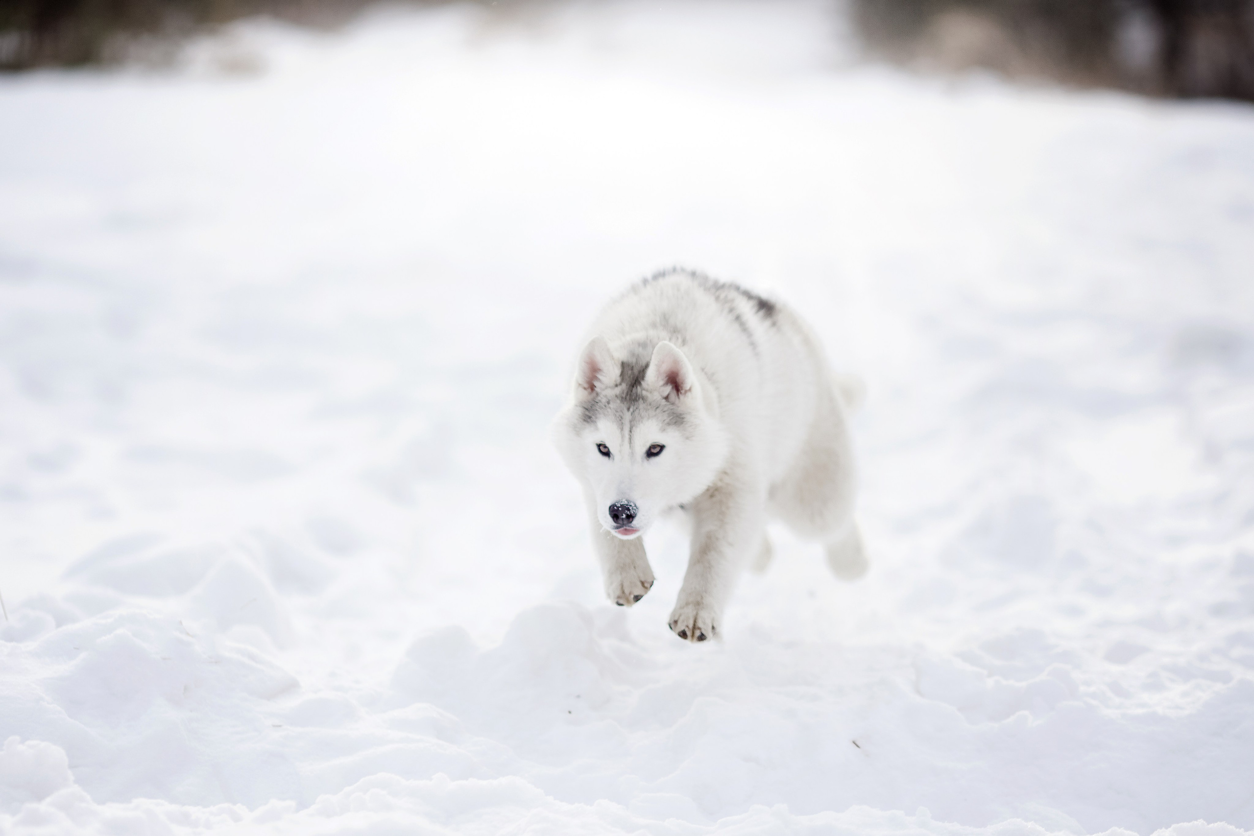 Собаки, кошки и др. животные. Семейный фотограф в Екатеринбурге