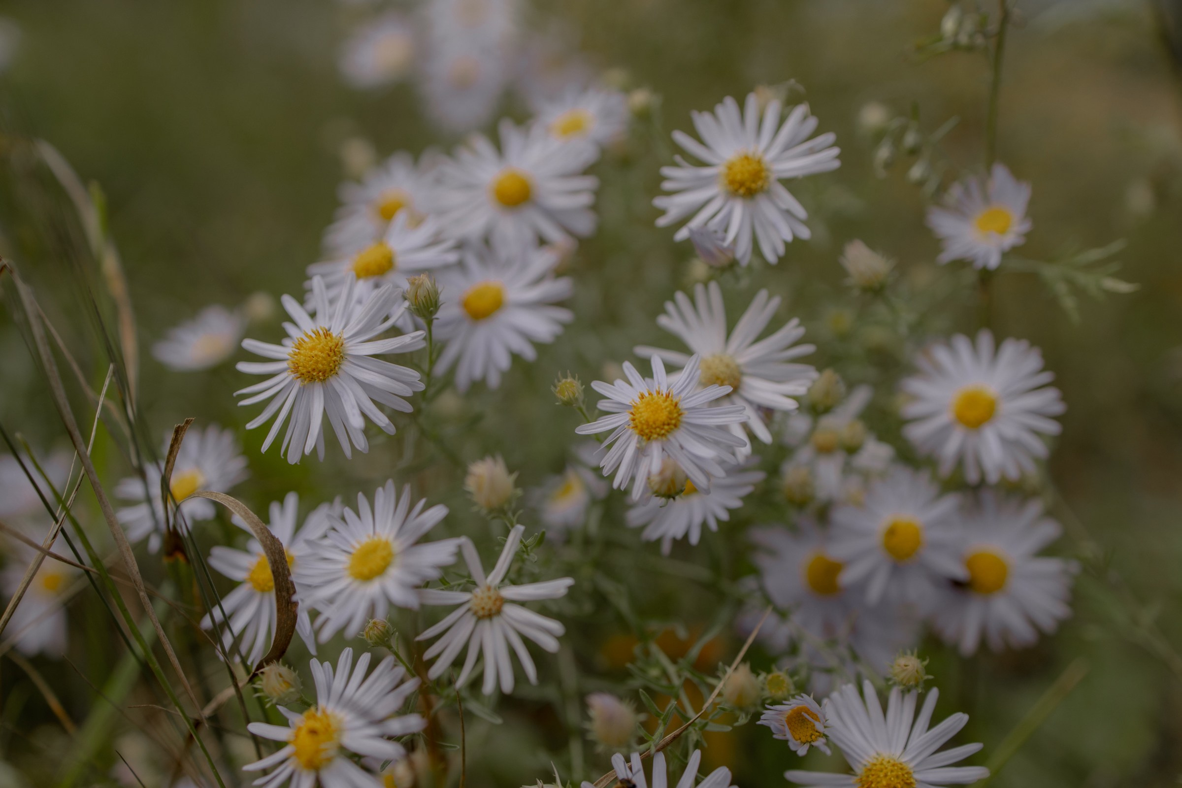 Бэлигто и Цырема. Фотограф Улан-Удэ