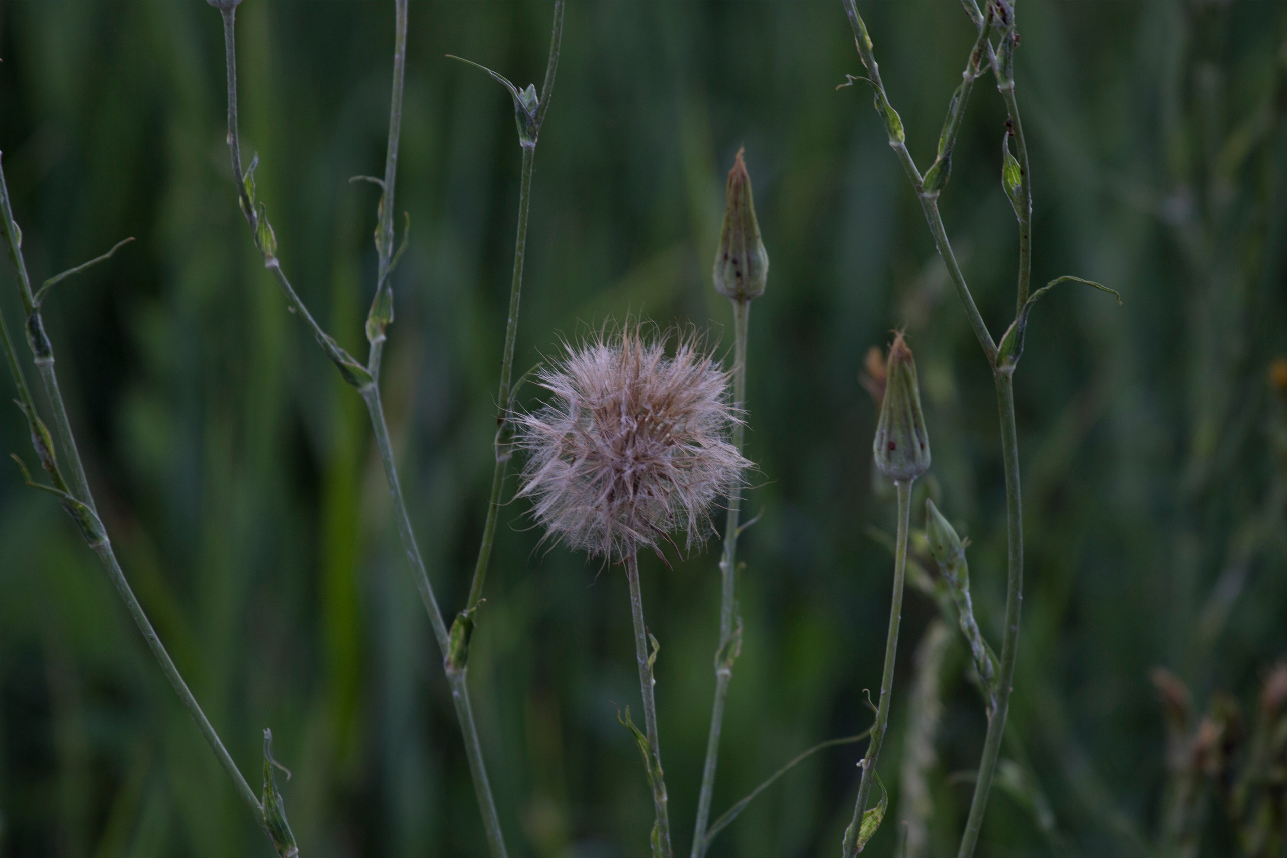 Природа. Команда фотографов Кристины Ивановой