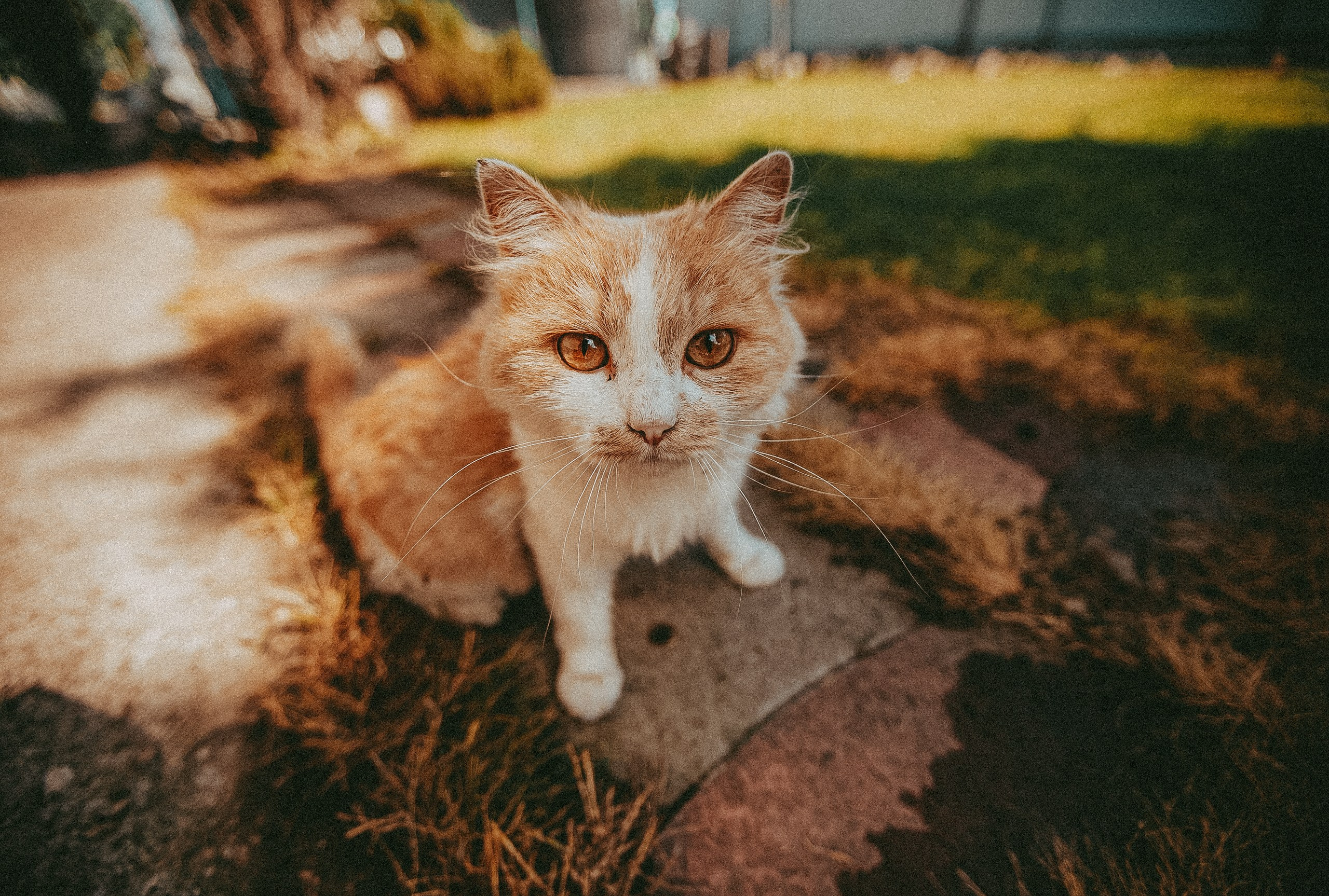 Свадебная фотосессия. Фотограф в городе Самара Александр Гераськин