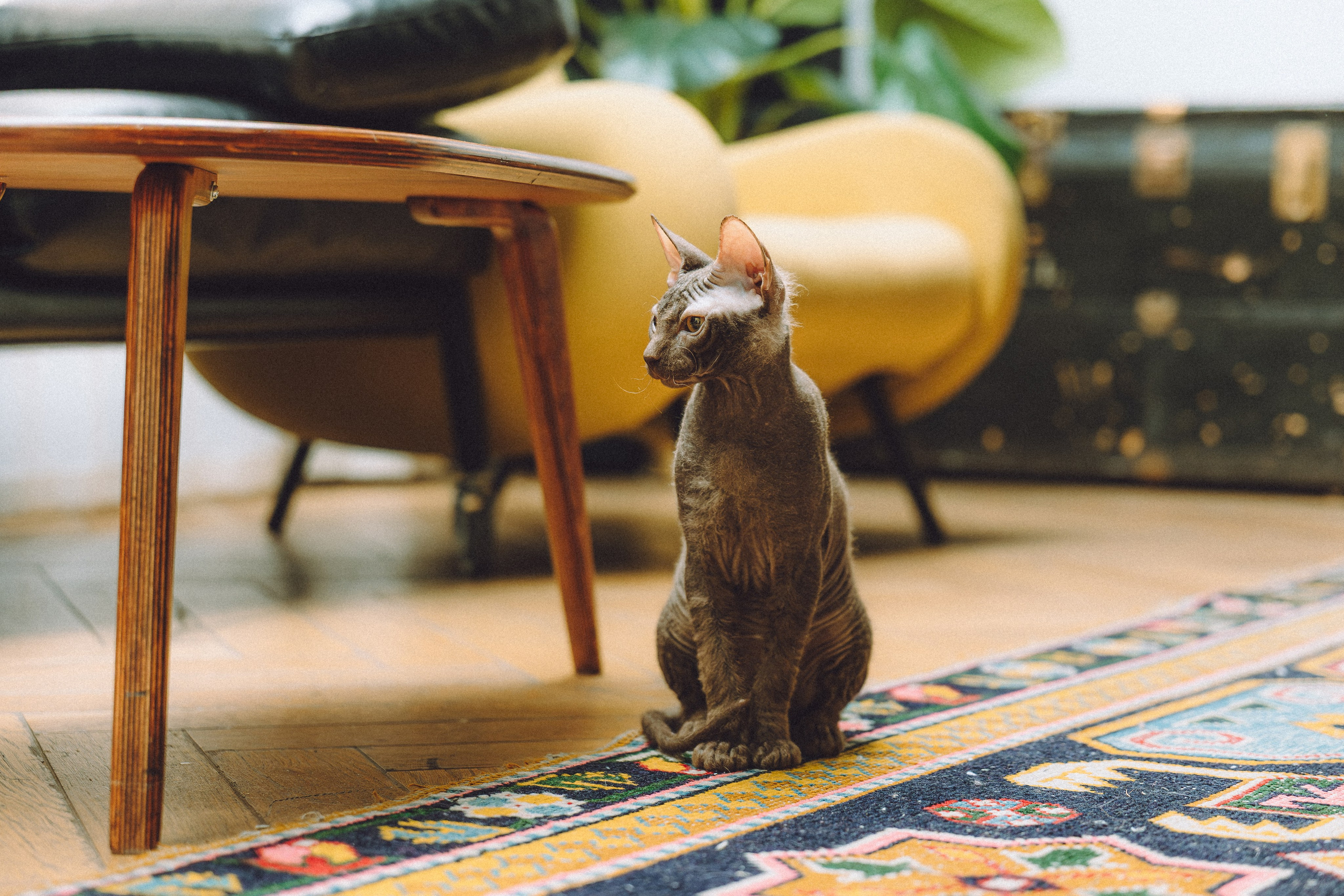 Кокос, Света, Динара и Вилли