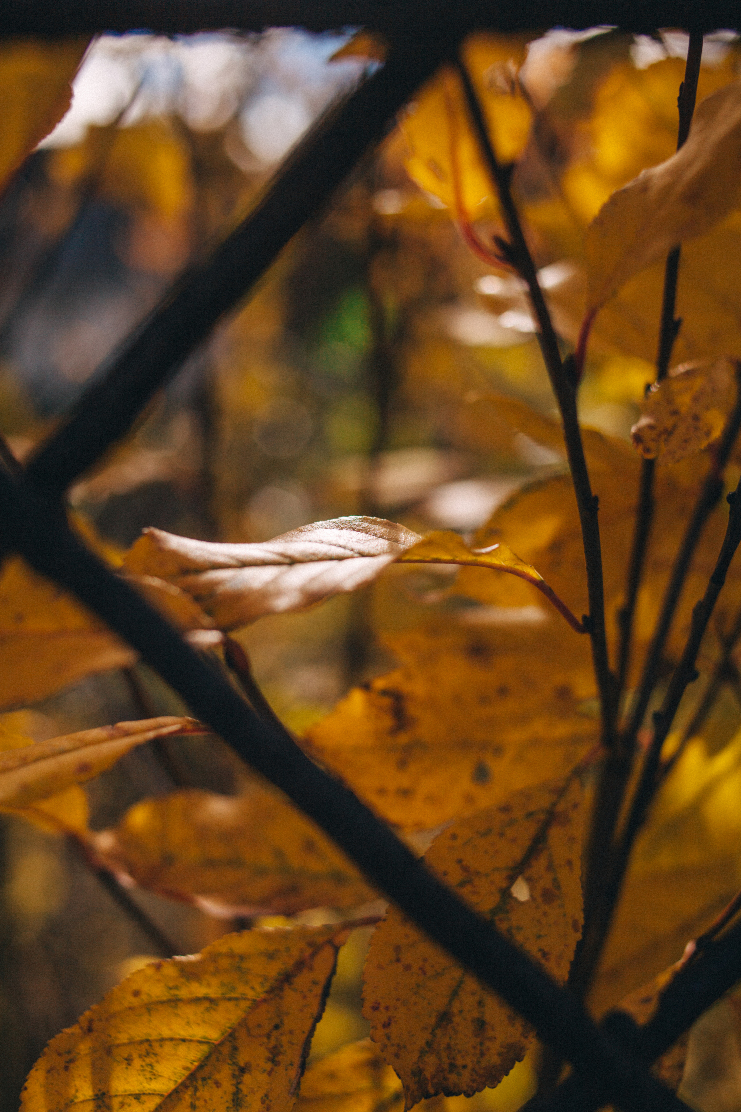 Garden sketches, 2018. Photographer in Serbia Azaliia Fomina