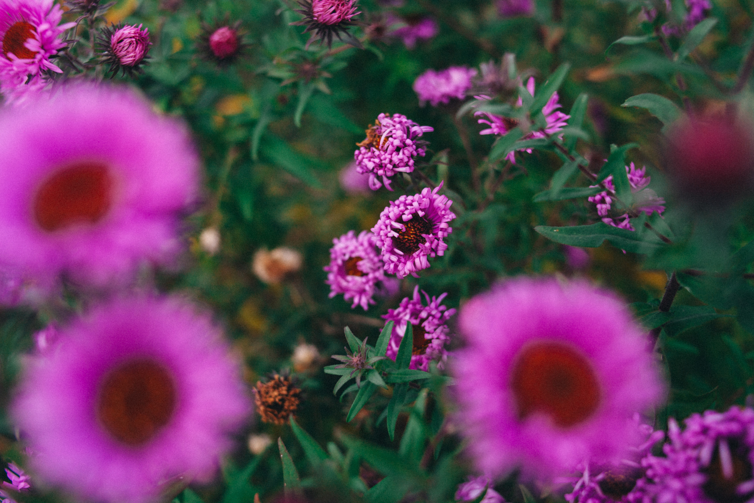 Garden sketches, 2018. Photographer in Serbia Azaliia Fomina