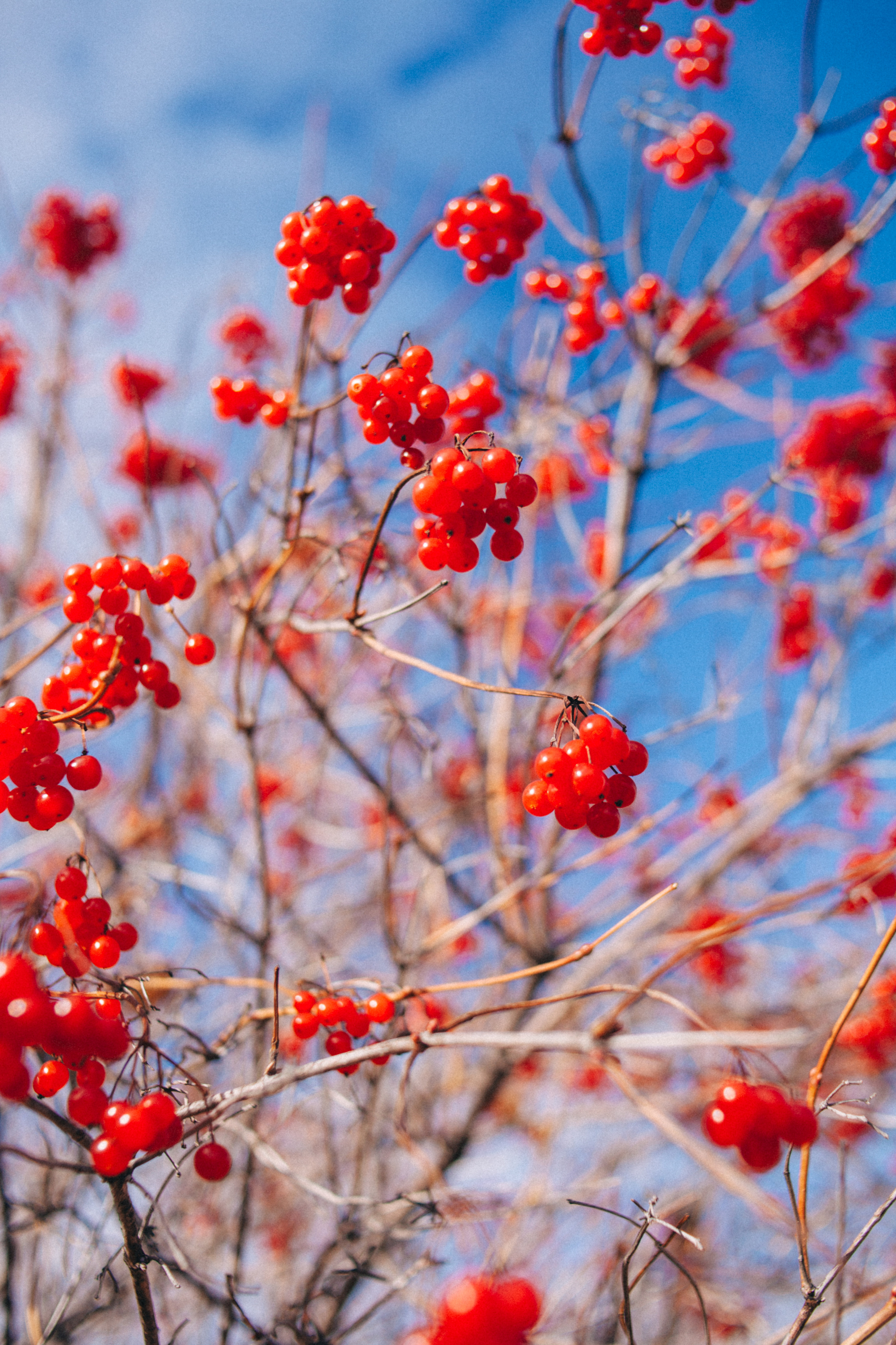 Garden sketches, 2018. Photographer in Serbia Azaliia Fomina
