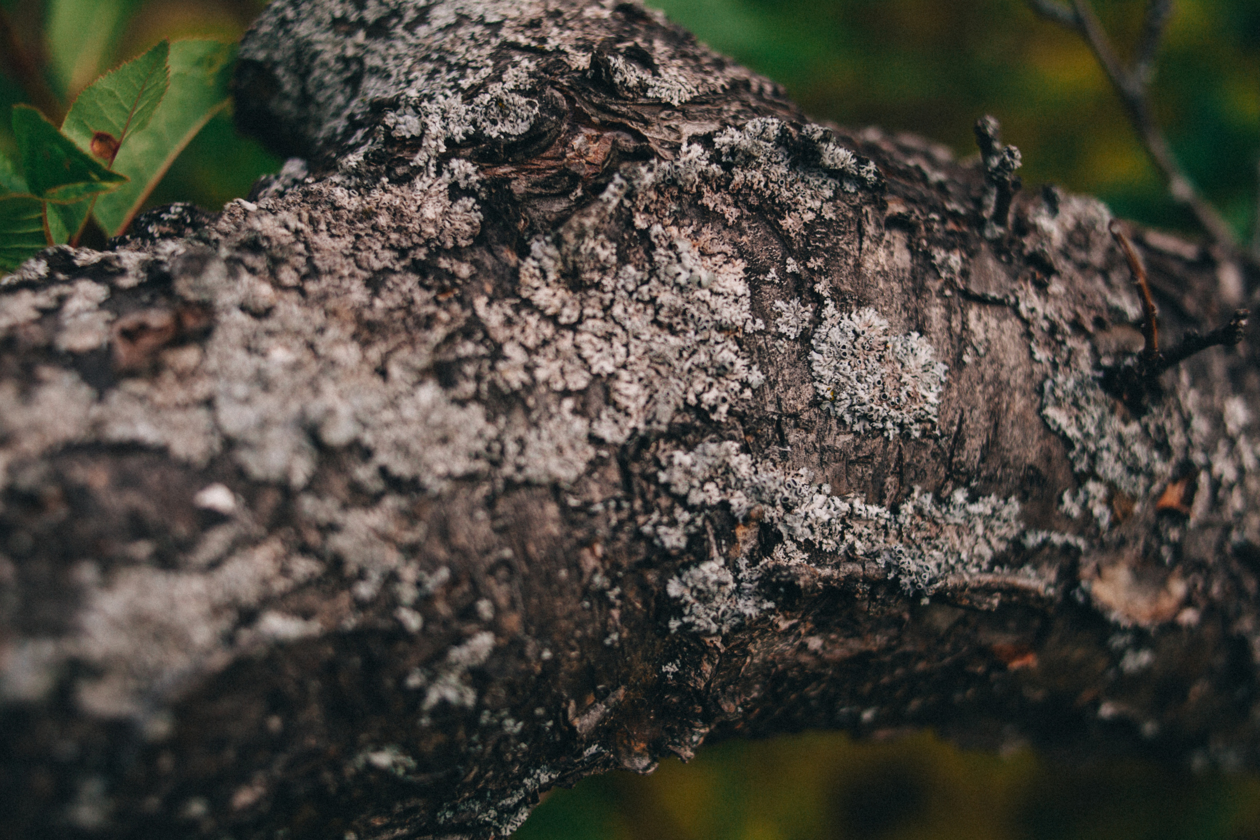 Garden sketches, 2018. Photographer in Serbia Azaliia Fomina