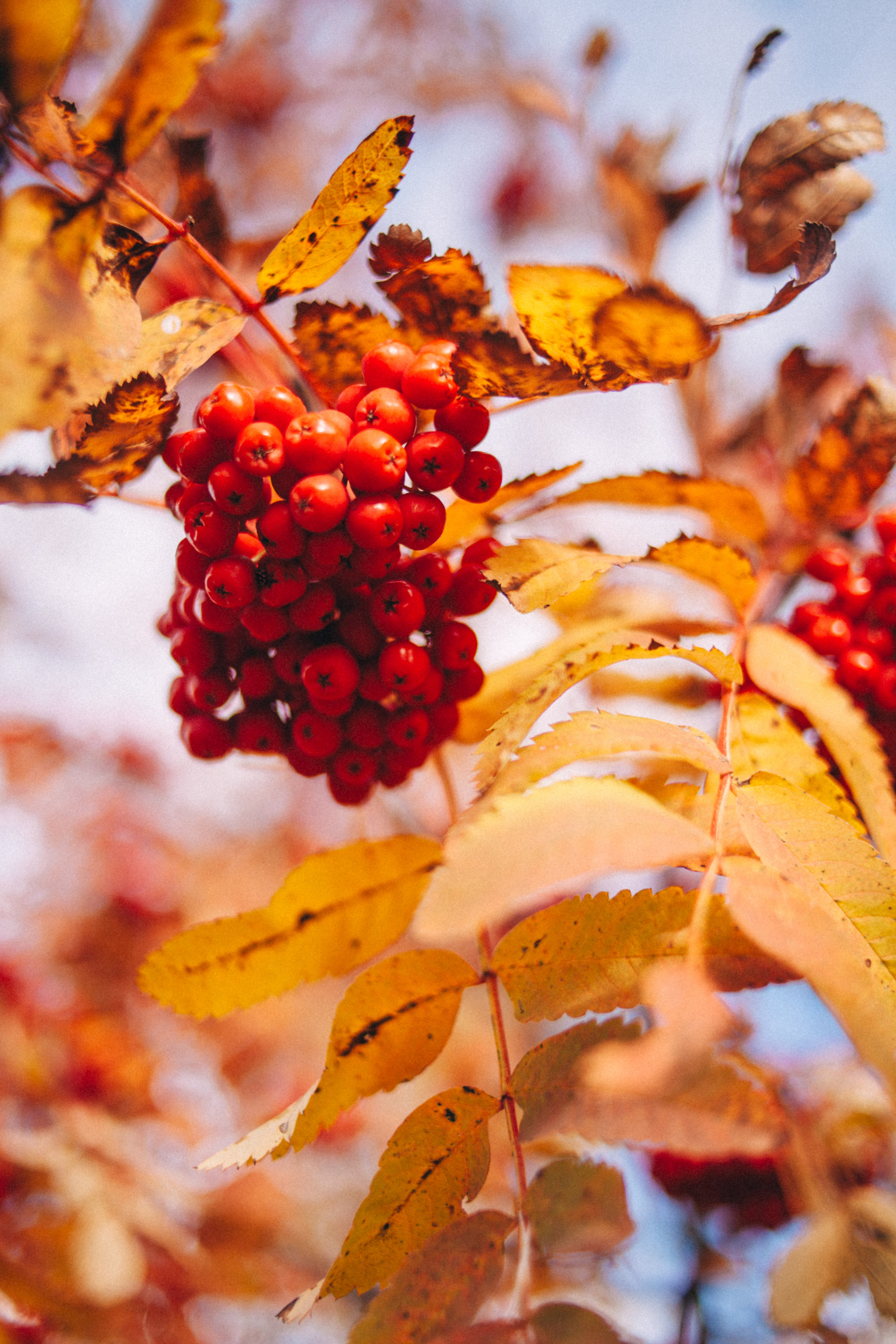 Garden sketches, 2018. Photographer in Serbia Azaliia Fomina