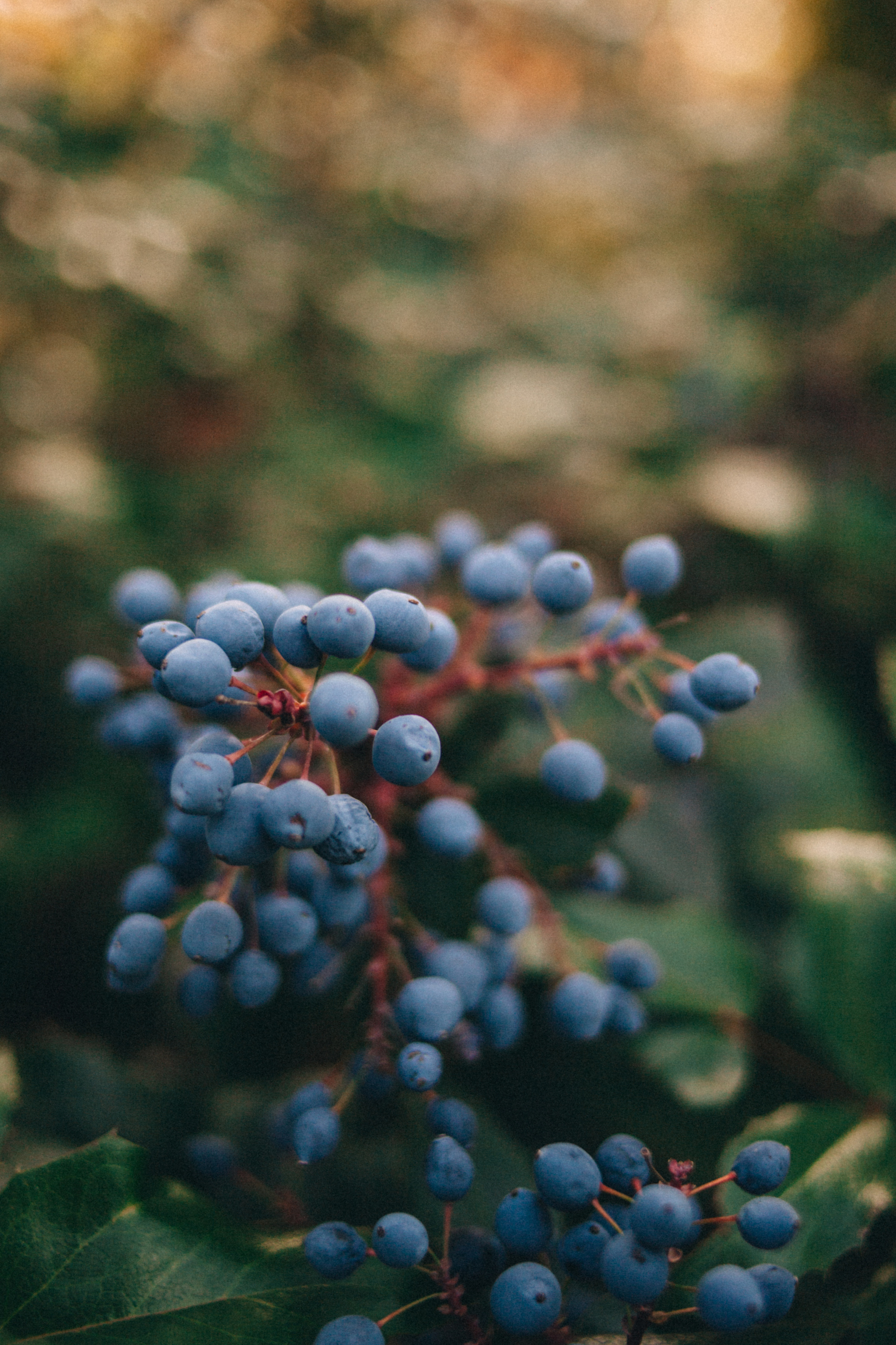 Garden sketches, 2018. Photographer in Serbia Azaliia Fomina