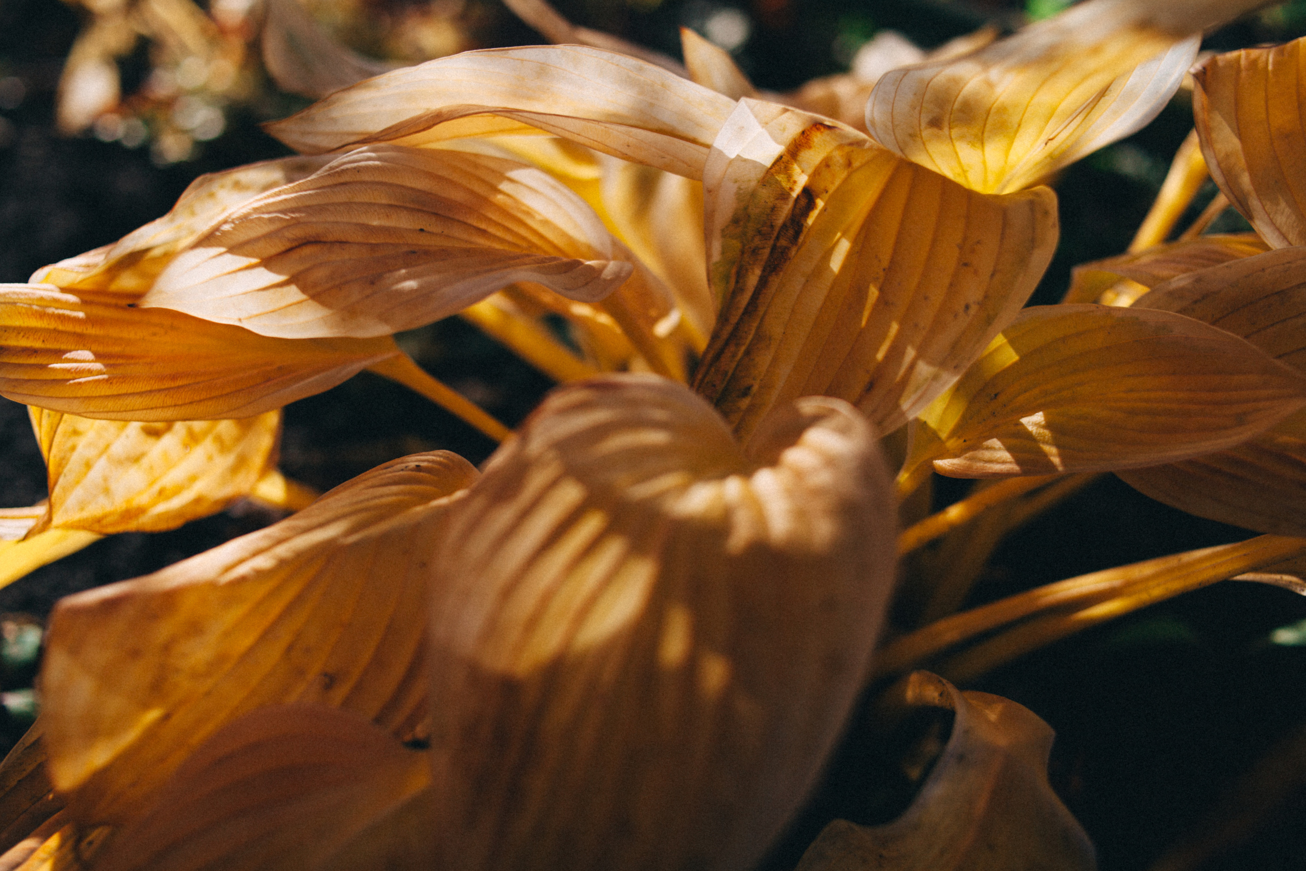 Garden sketches, 2018. Photographer in Serbia Azaliia Fomina