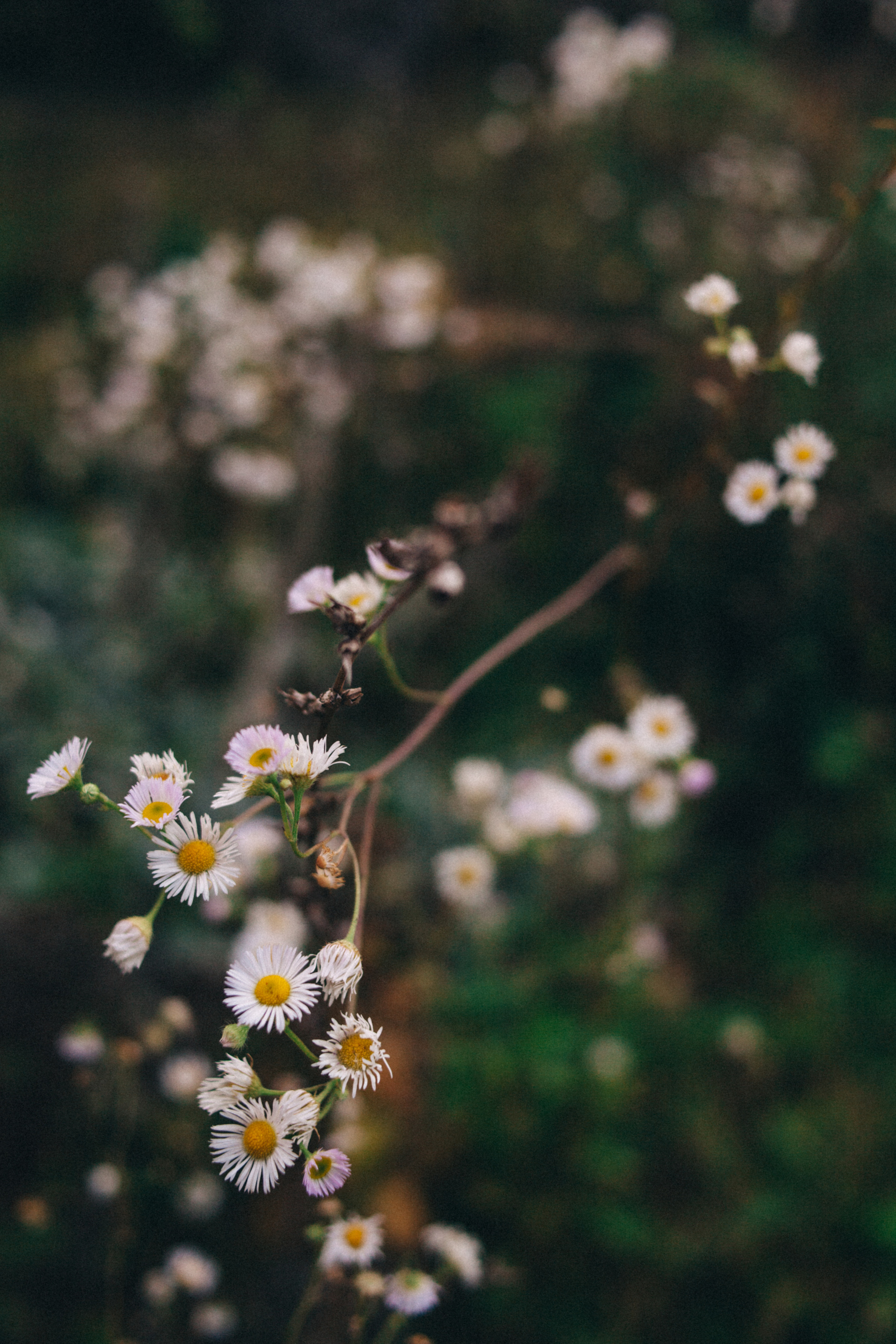 Garden sketches, 2018. Photographer in Serbia Azaliia Fomina