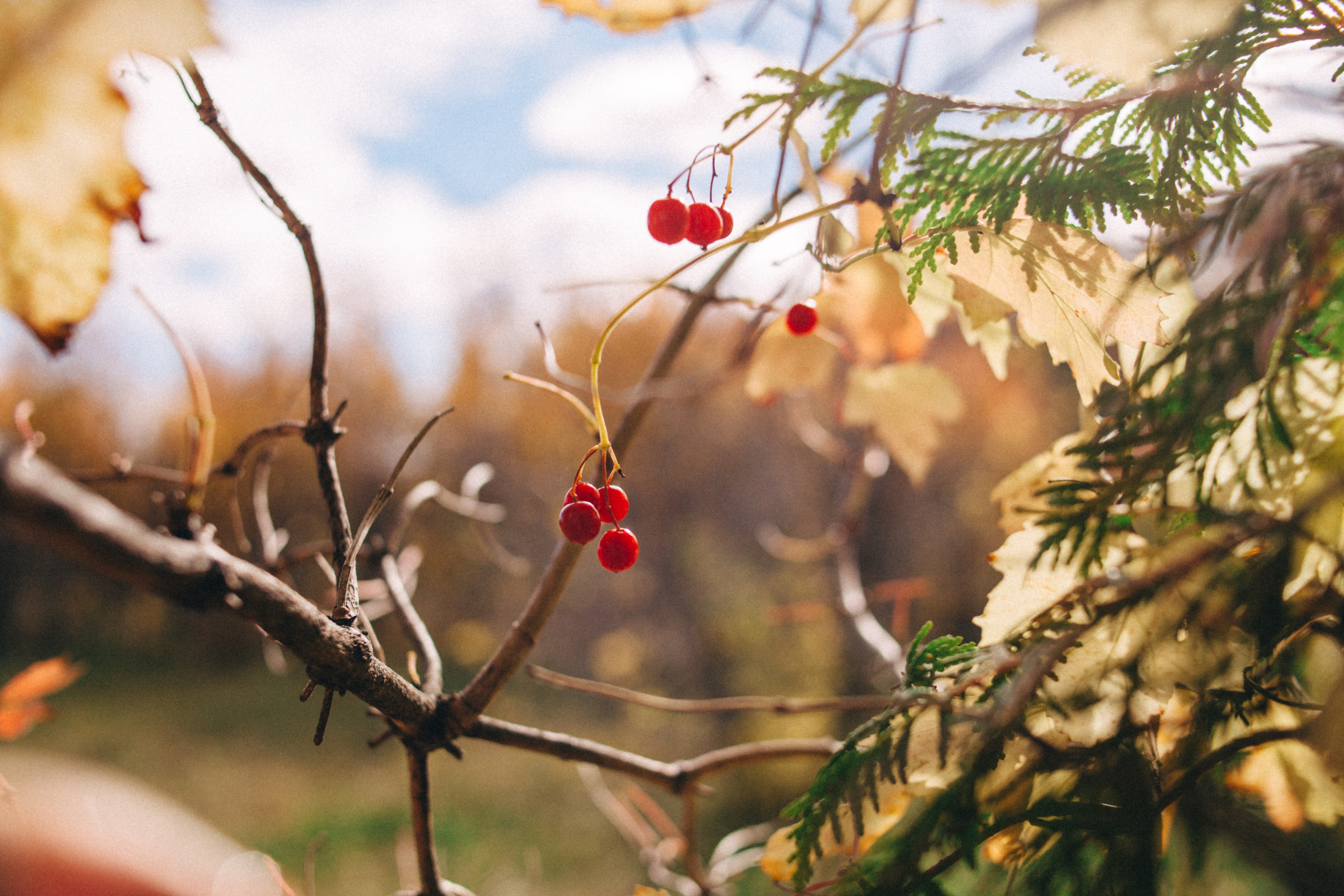 Garden sketches, 2018. Photographer in Serbia Azaliia Fomina