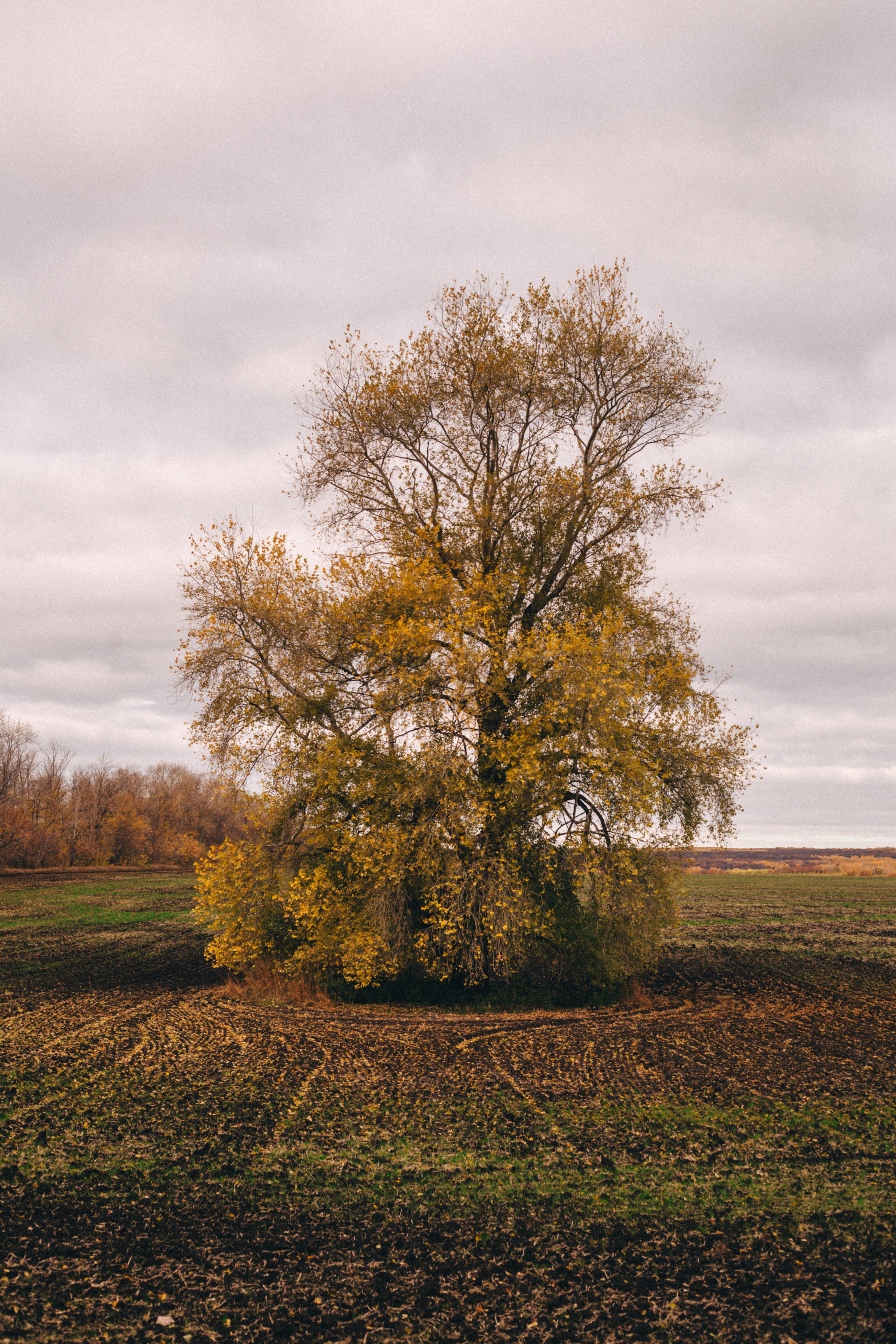 Garden sketches, 2018. Photographer in Serbia Azaliia Fomina