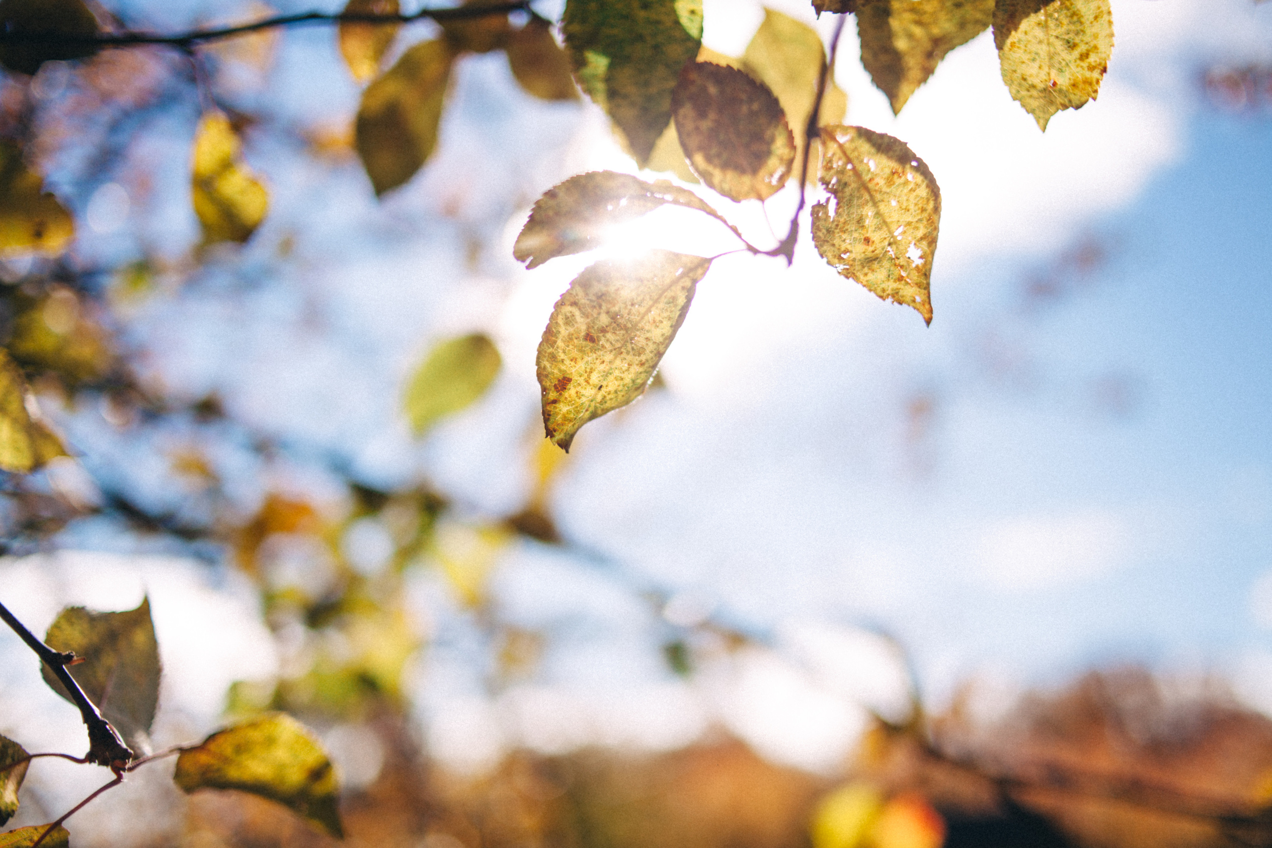 Garden sketches, 2018. Photographer in Serbia Azaliia Fomina
