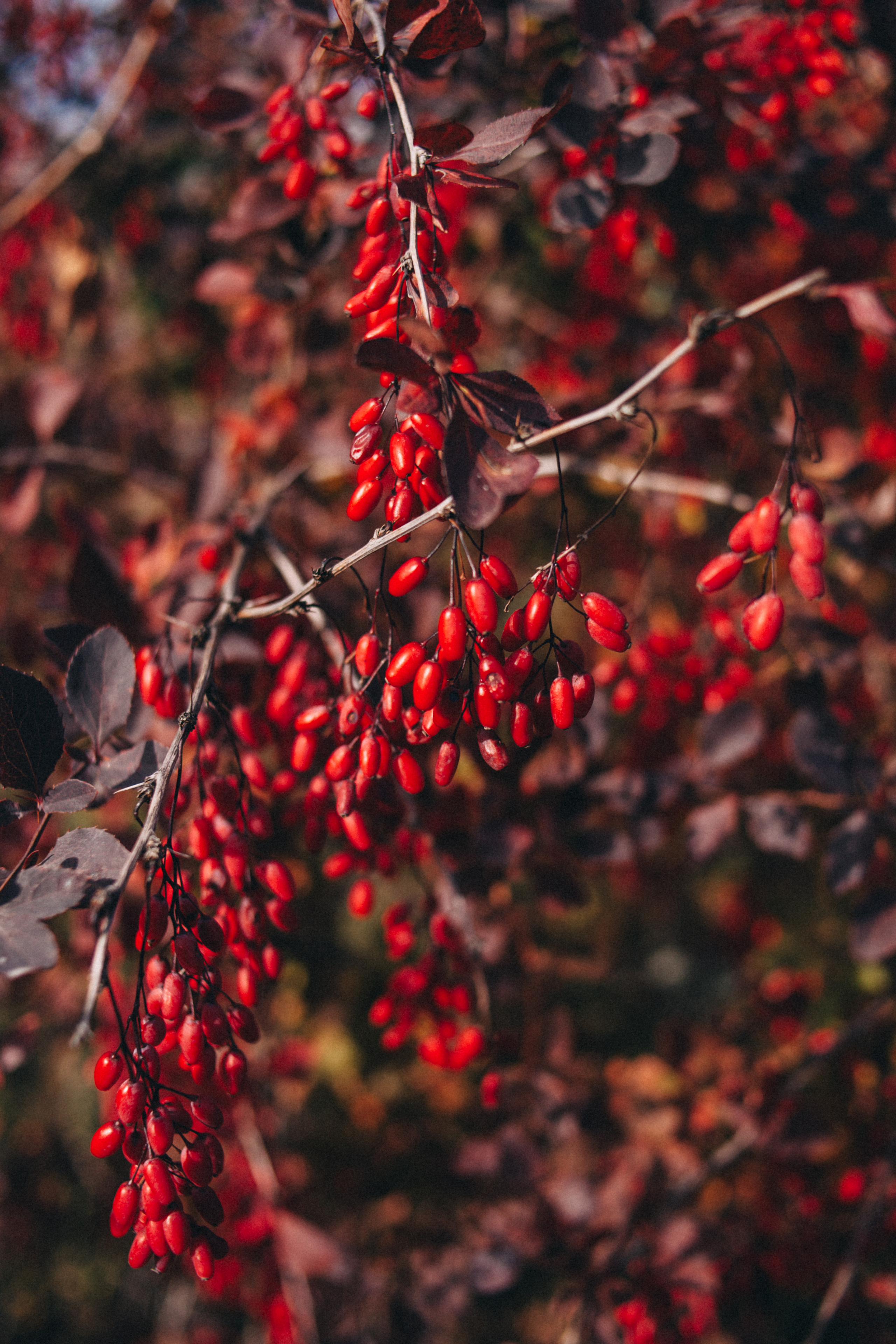 Garden sketches, 2018. Photographer in Serbia Azaliia Fomina
