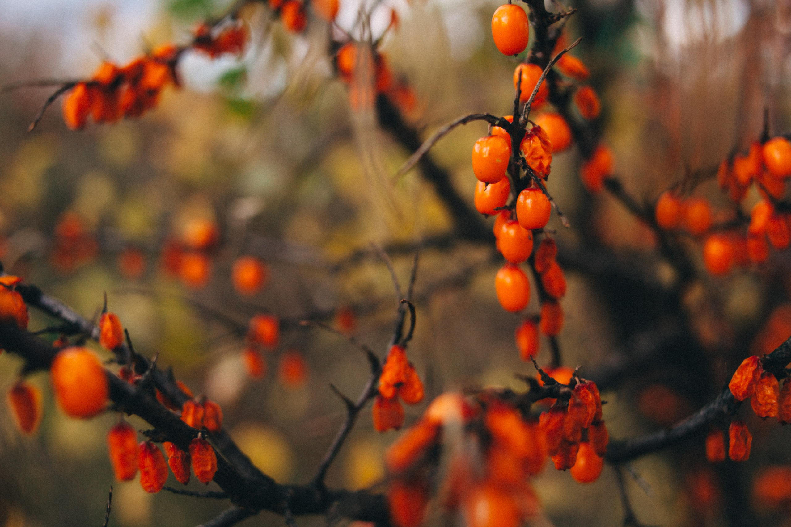 Garden sketches, 2018. Photographer in Serbia Azaliia Fomina