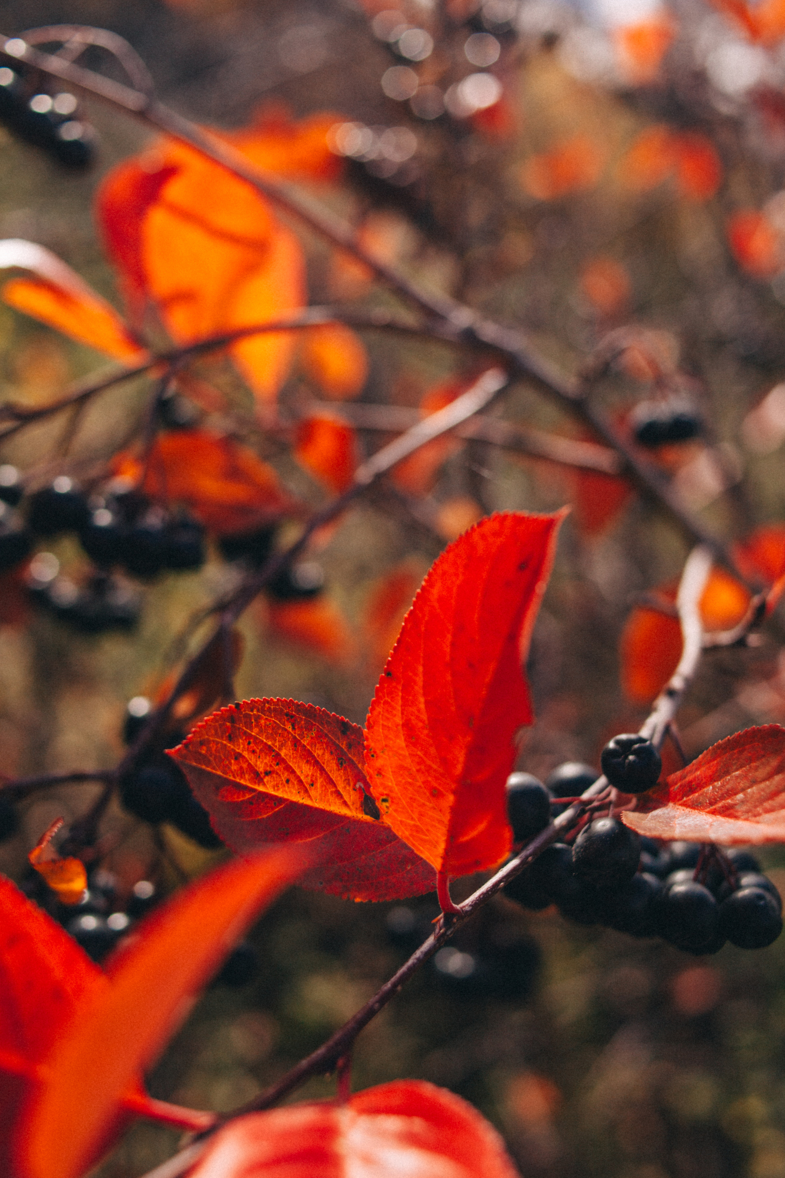 Garden sketches, 2018. Photographer in Serbia Azaliia Fomina