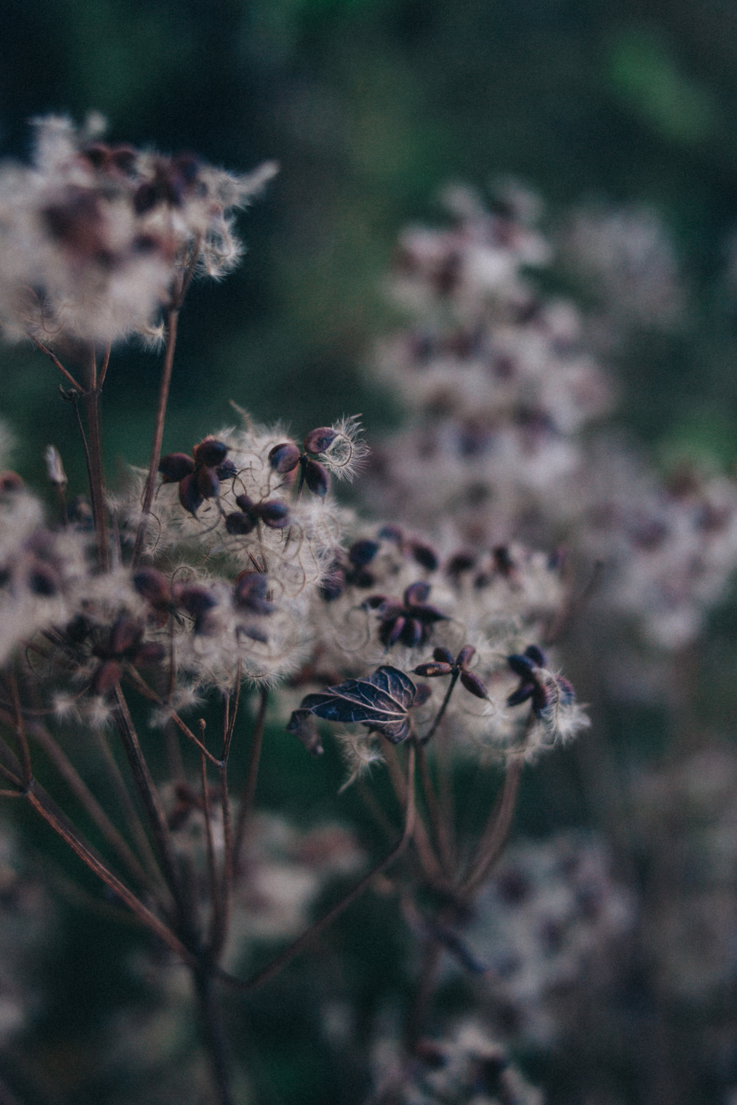 Garden sketches, 2018. Photographer in Serbia Azaliia Fomina