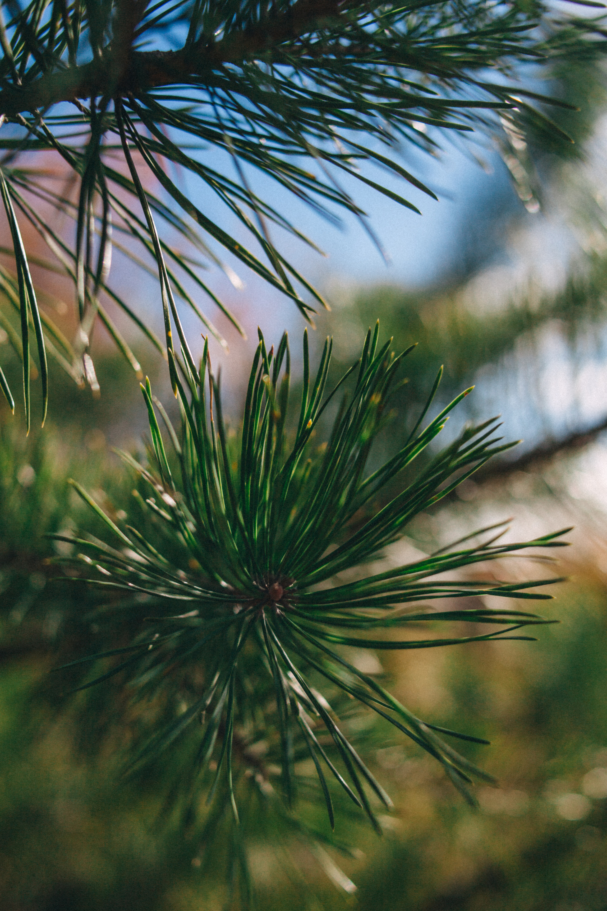 Garden sketches, 2018. Photographer in Serbia Azaliia Fomina