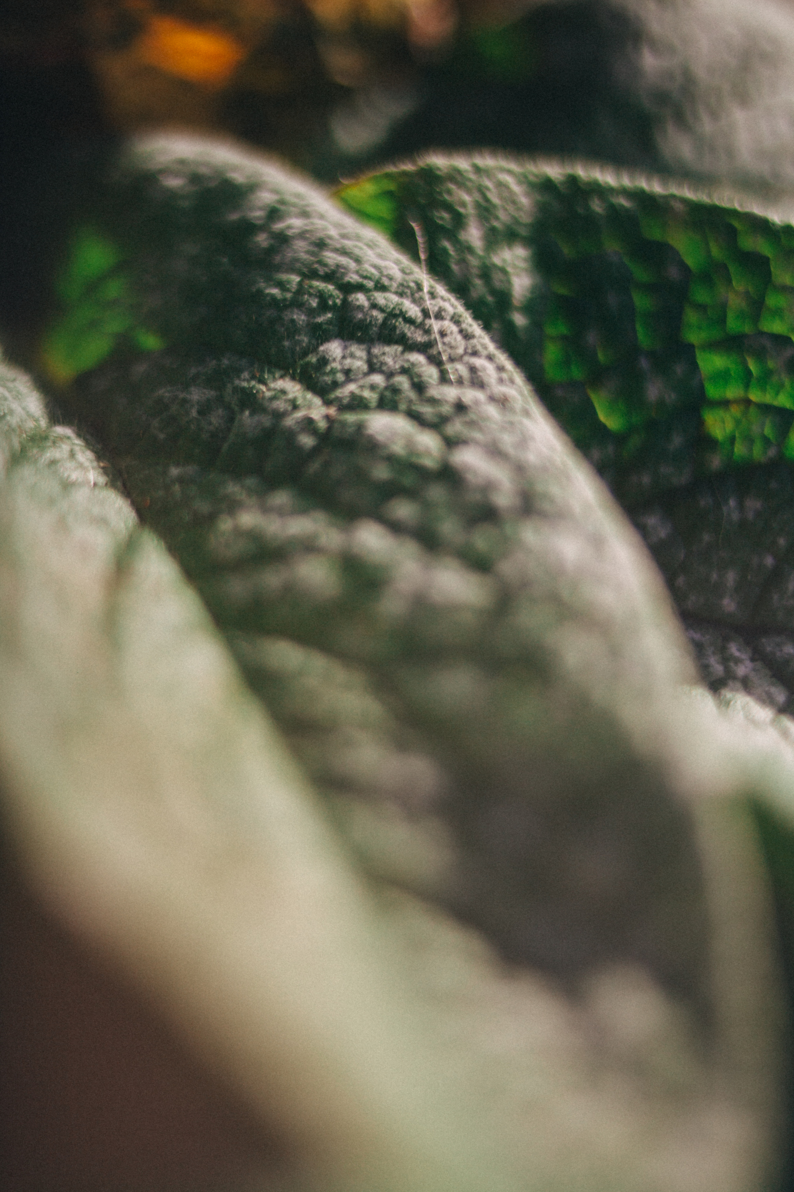 Garden sketches, 2018. Photographer in Serbia Azaliia Fomina